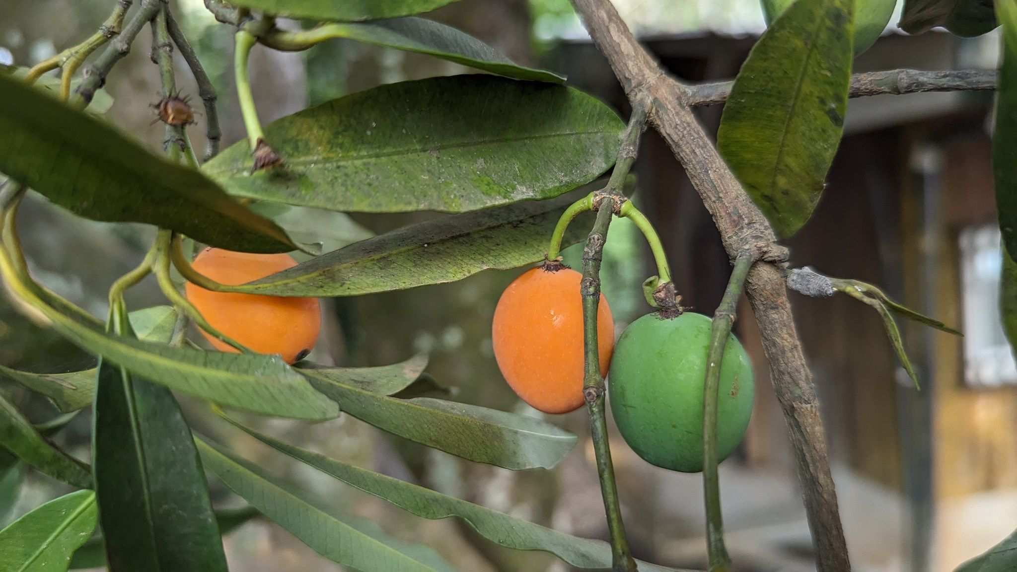 Garcinia intermedia