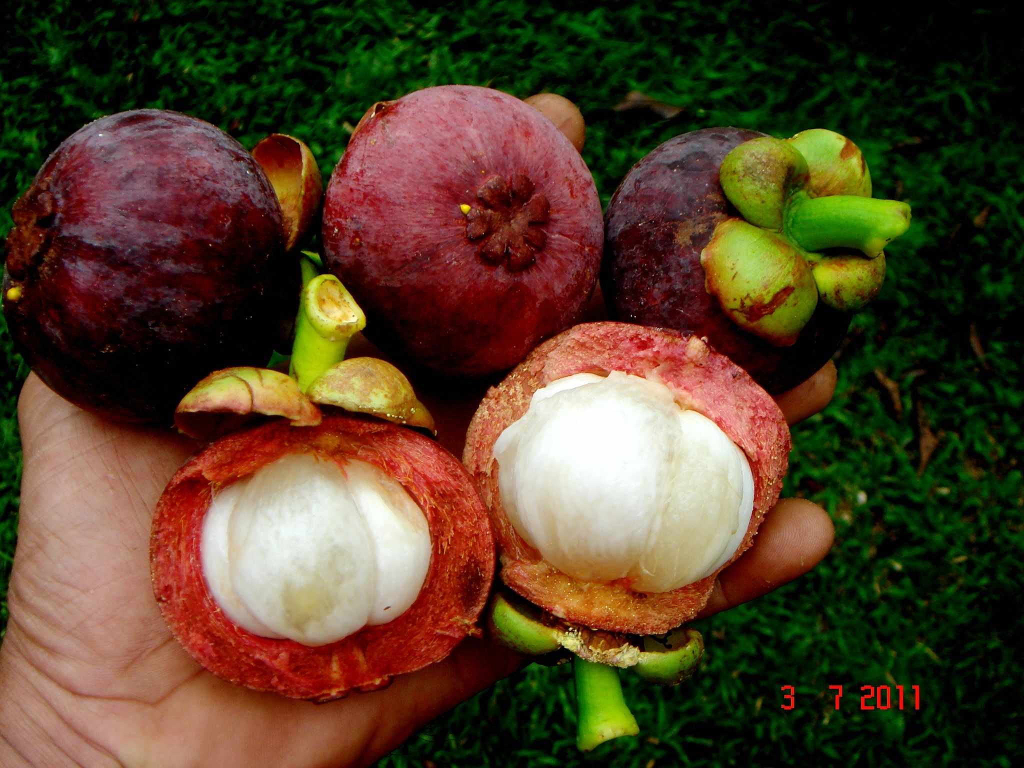 Garcinia mangostana