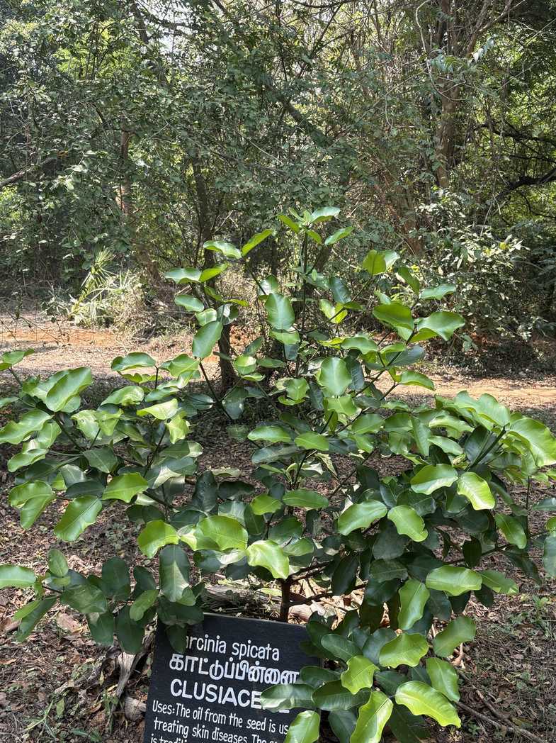 Garcinia sp.