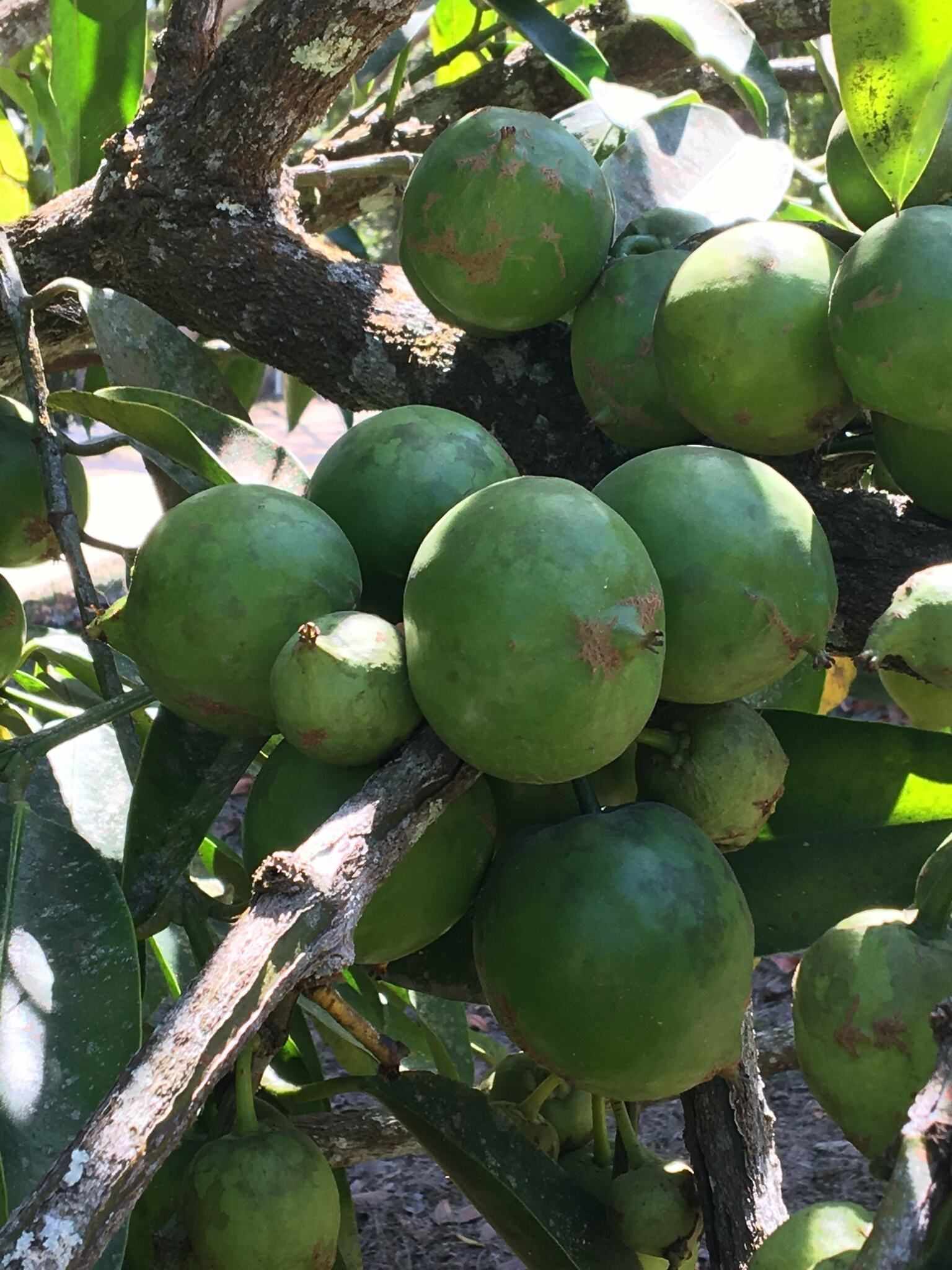 Garcinia tinctoria