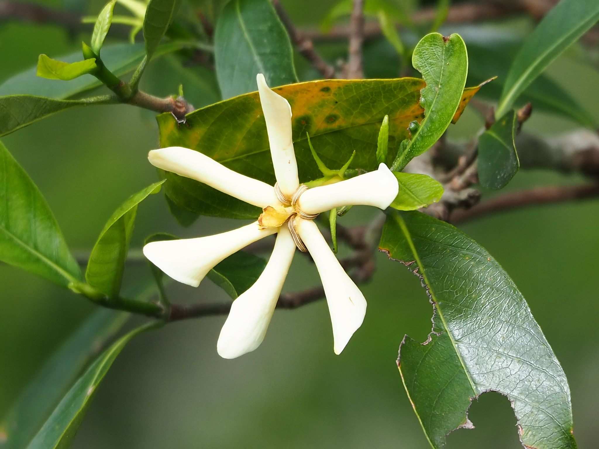 Gardenia
