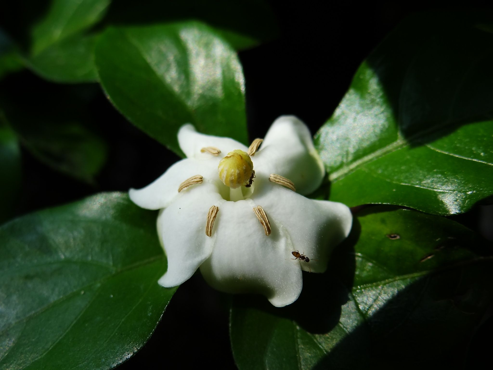 Gardenia sp.