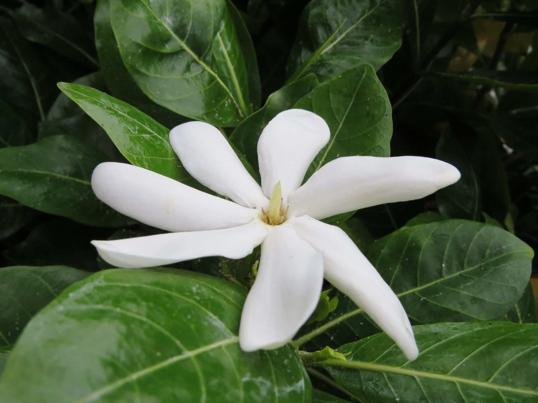 Gardenia taitensis