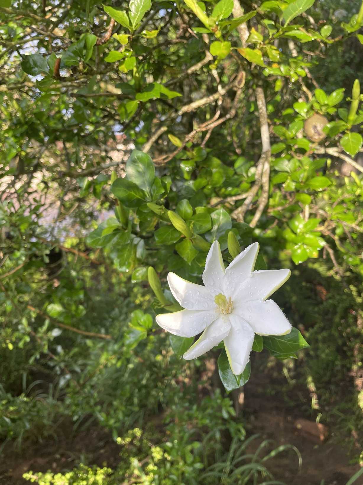 Gardenia thunbergia