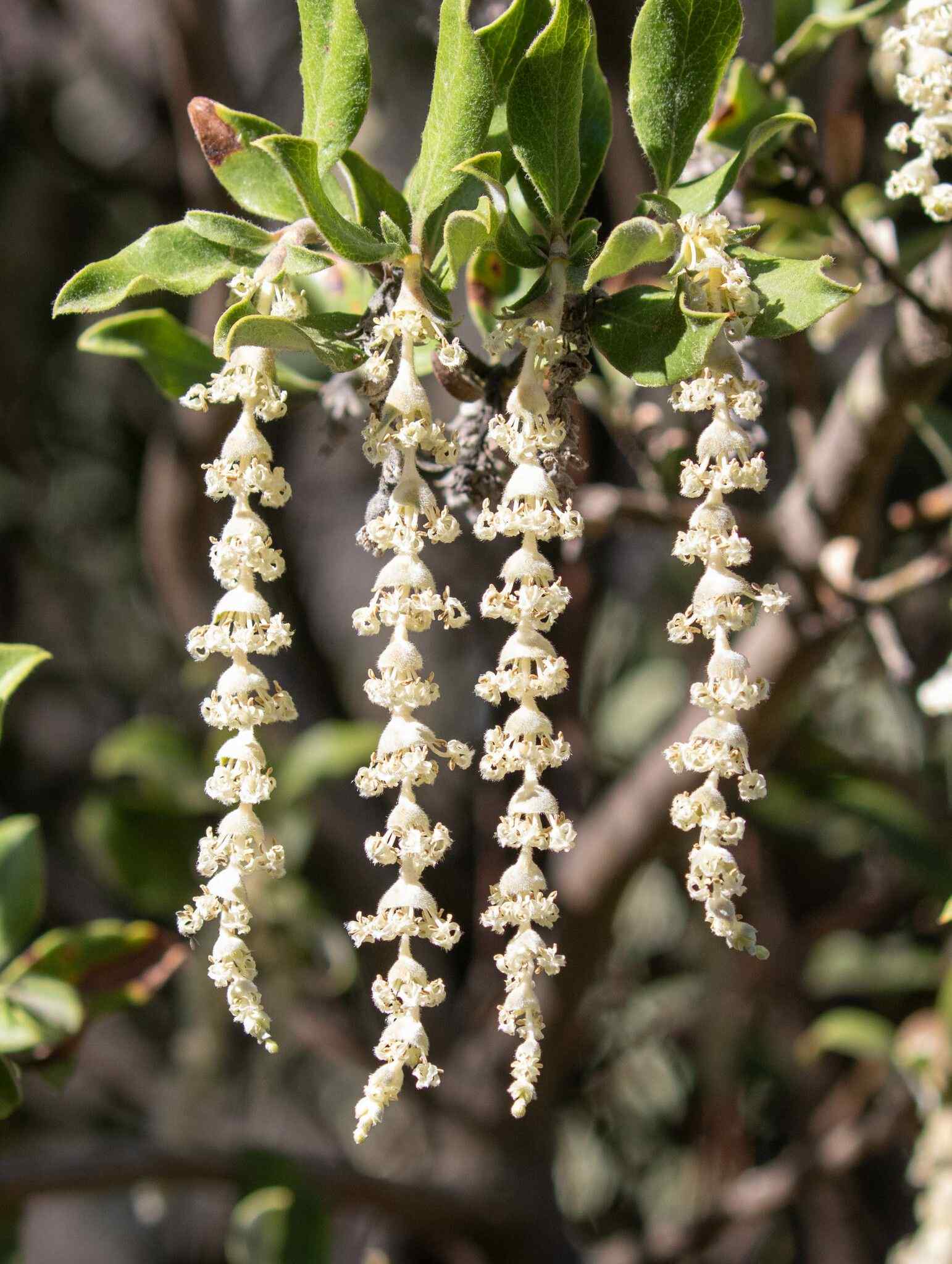 Garrya elliptica