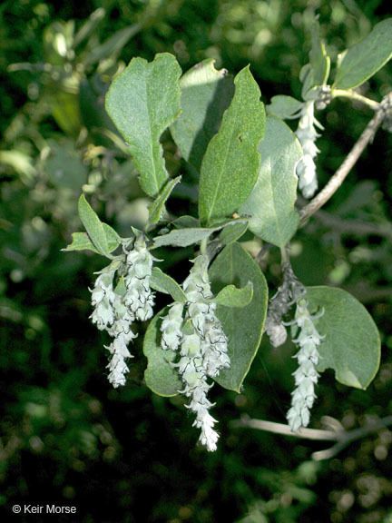 Garrya flavescens
