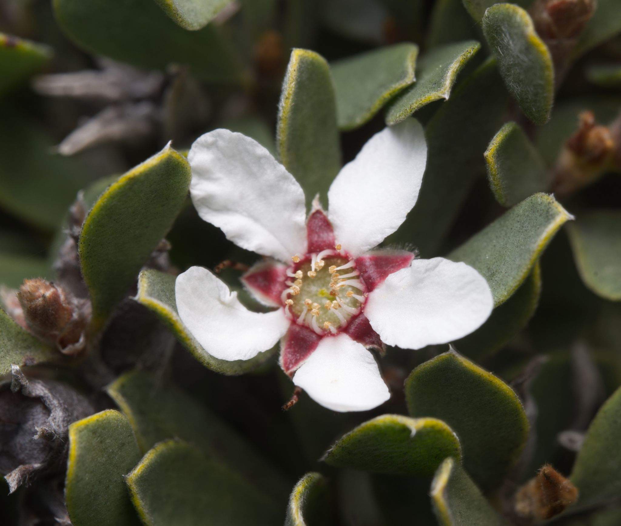 Gaudium glaucescens