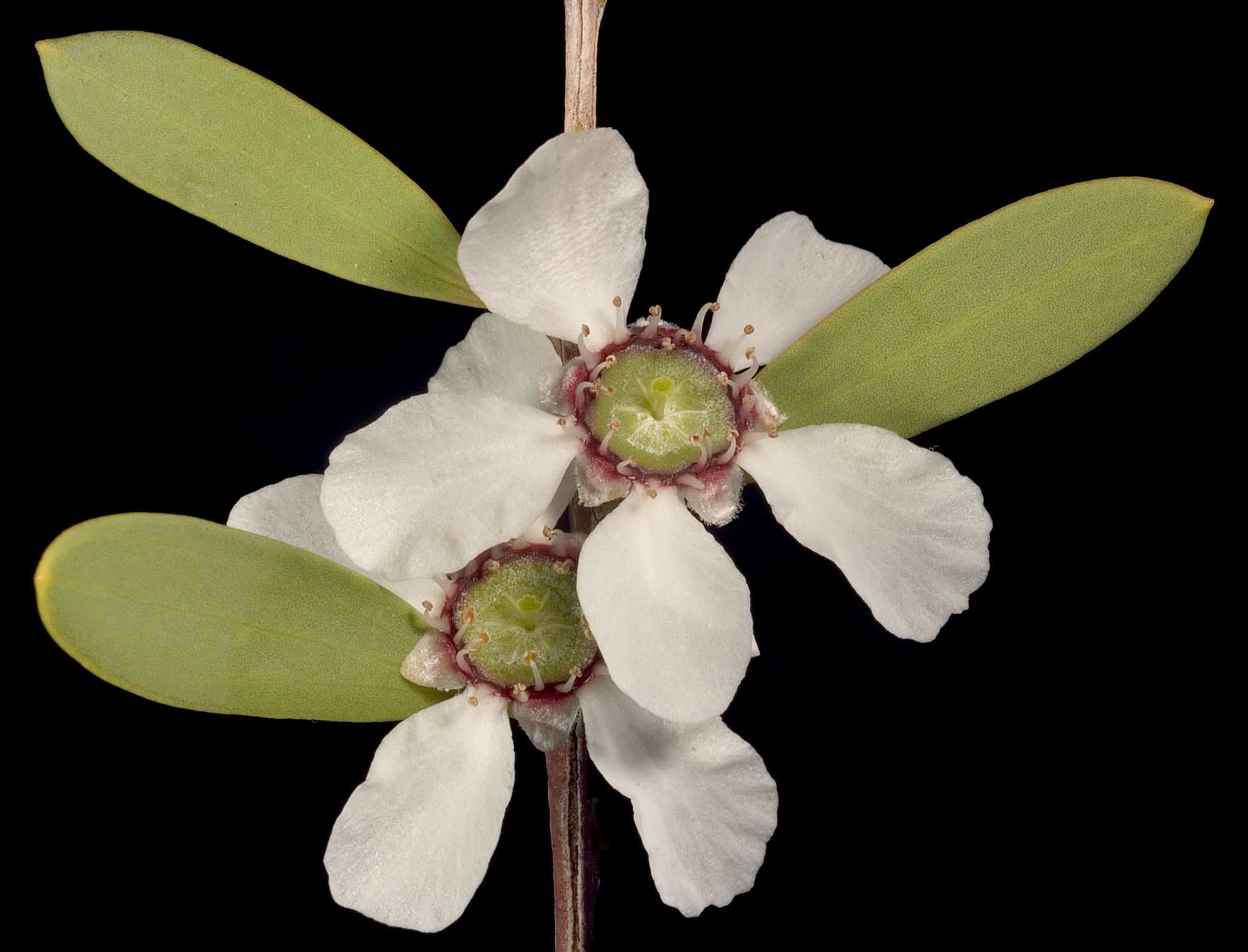 Gaudium laevigatum