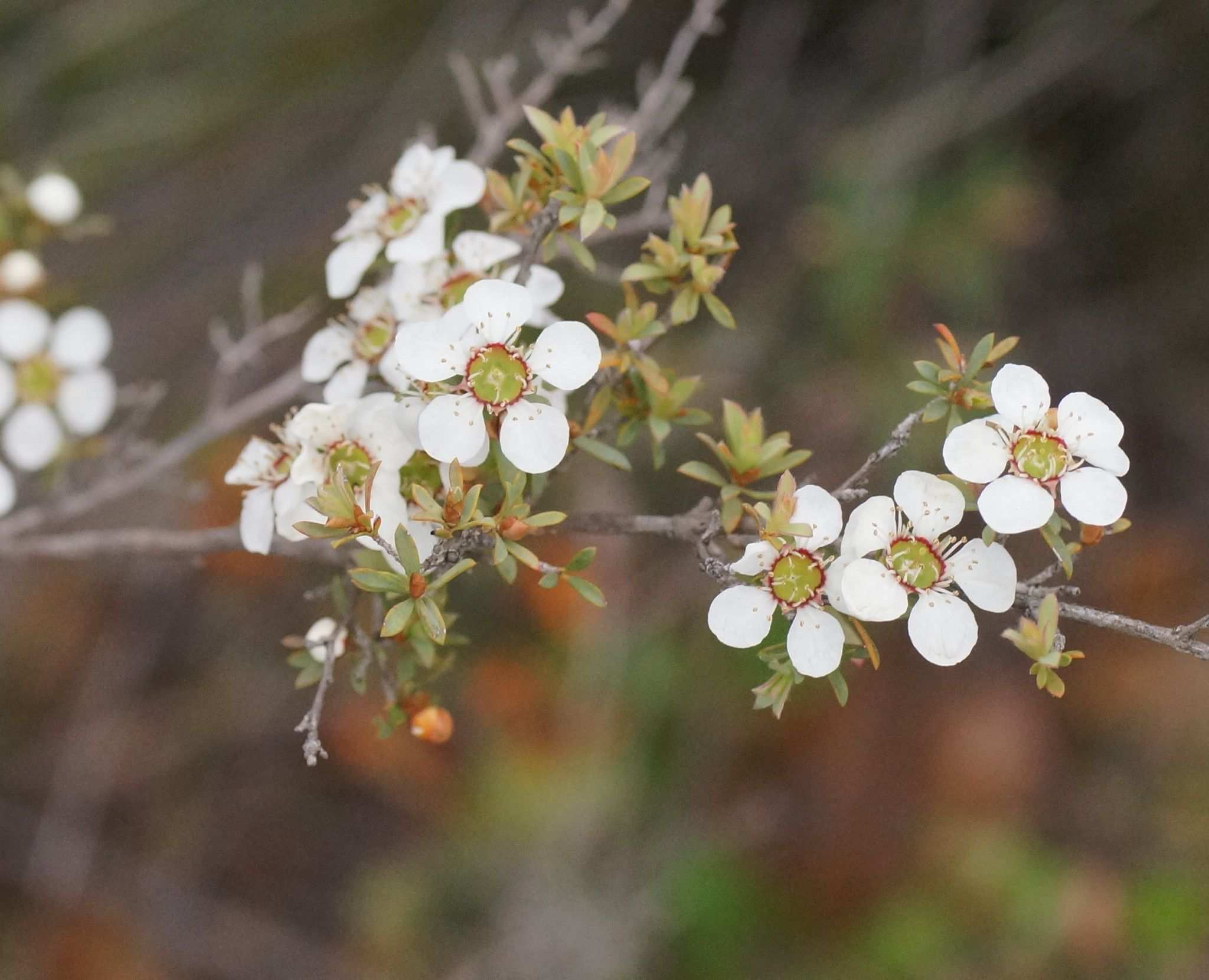 Gaudium myrsinoides