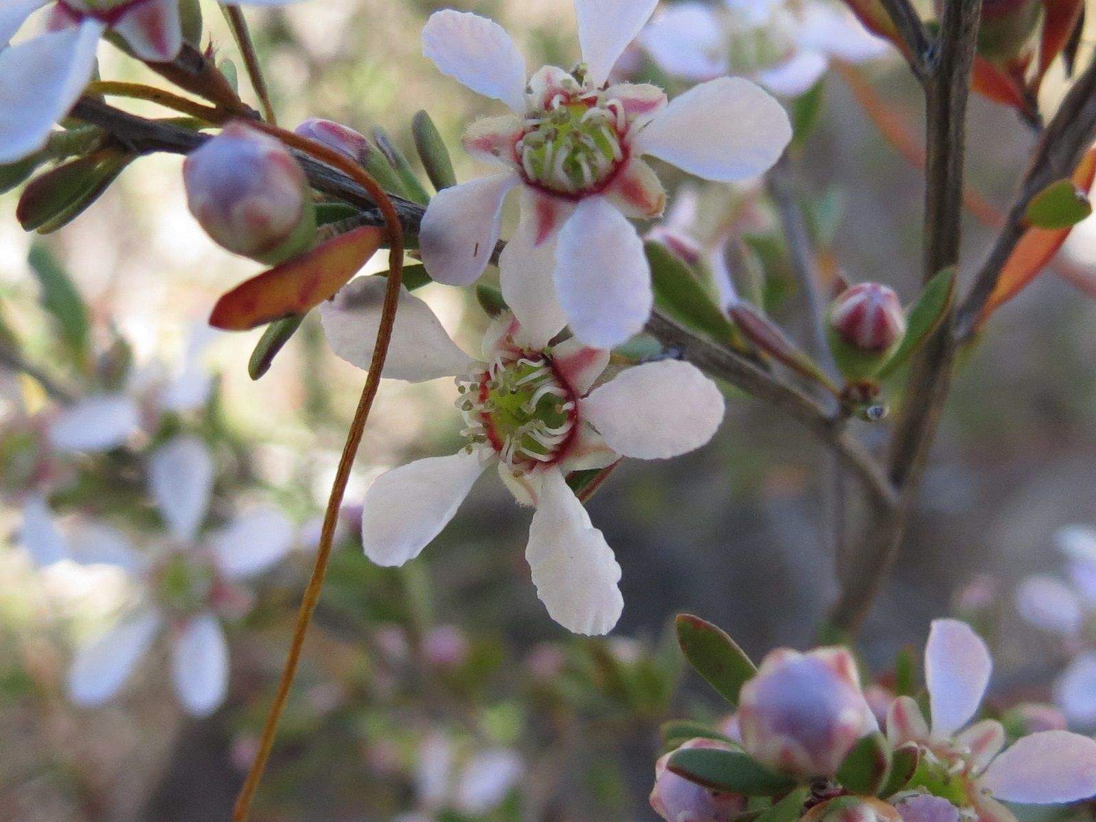 Gaudium semibaccatum