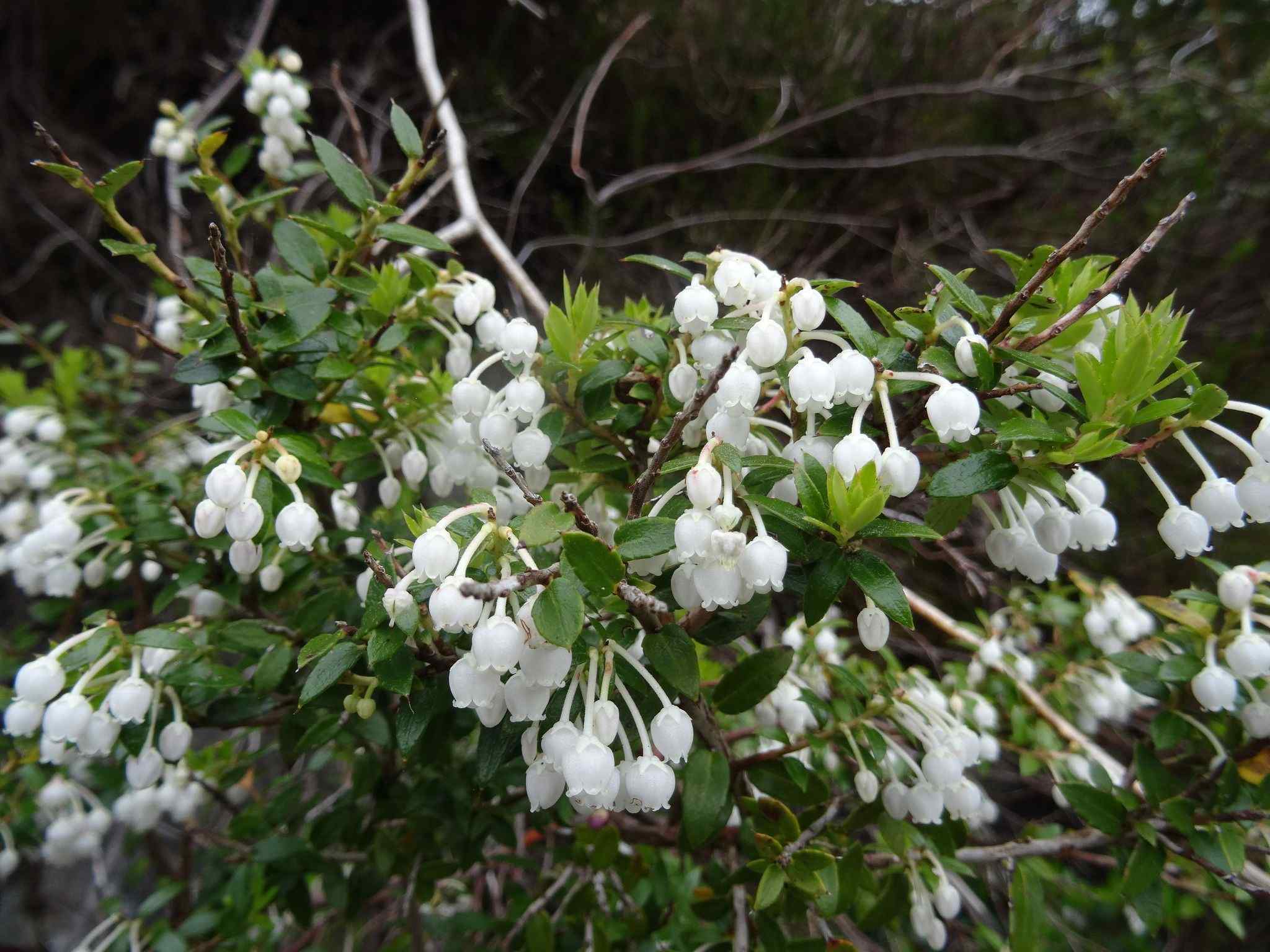 Gaultheria mucronata