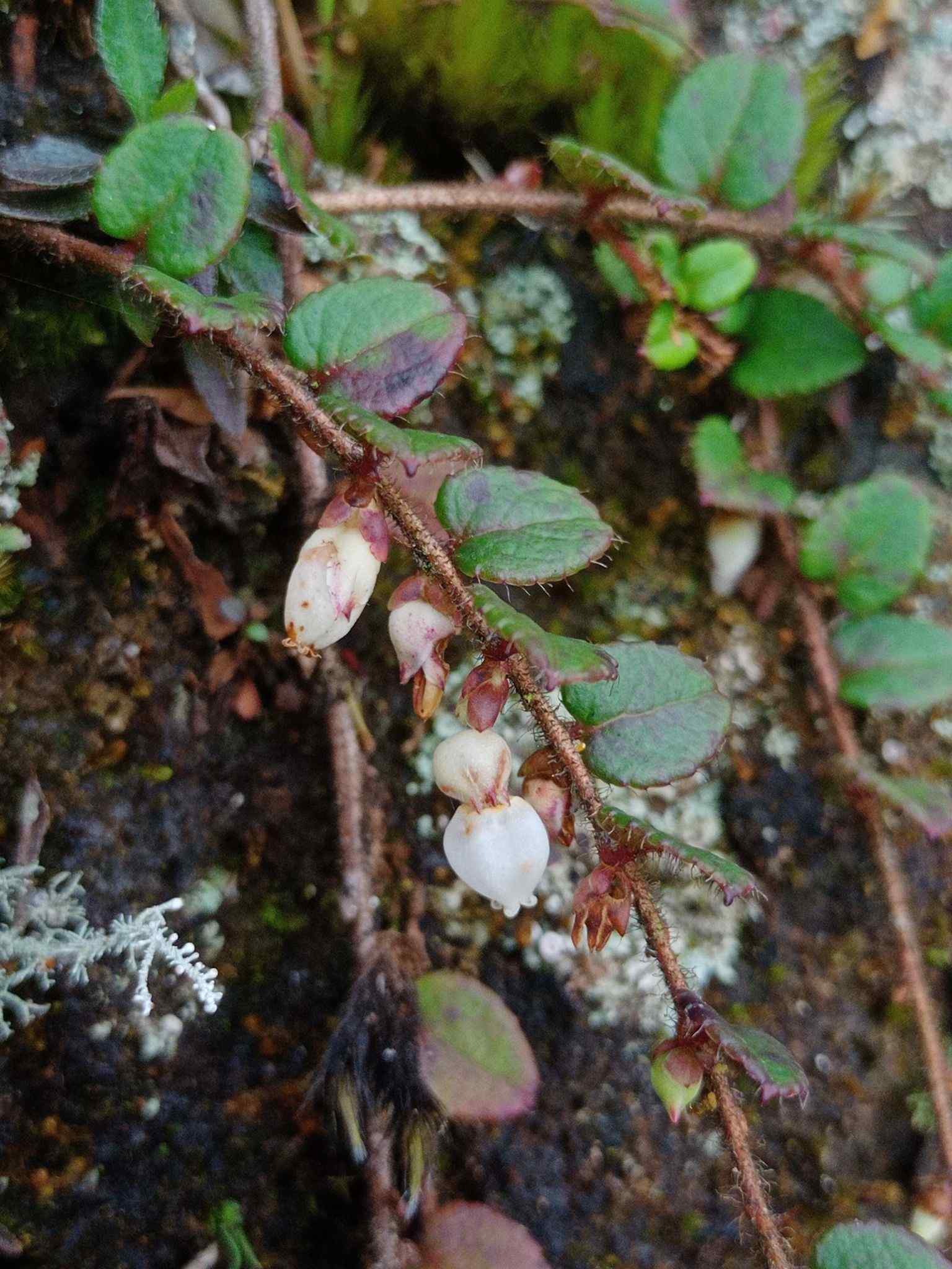Gaultheria nummularioides
