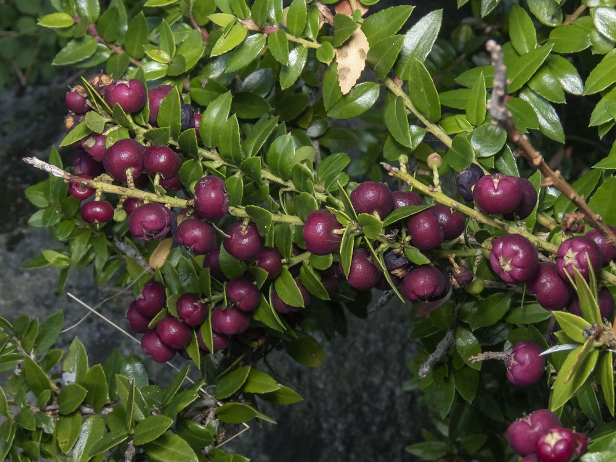Gaultheria phillyreifolia