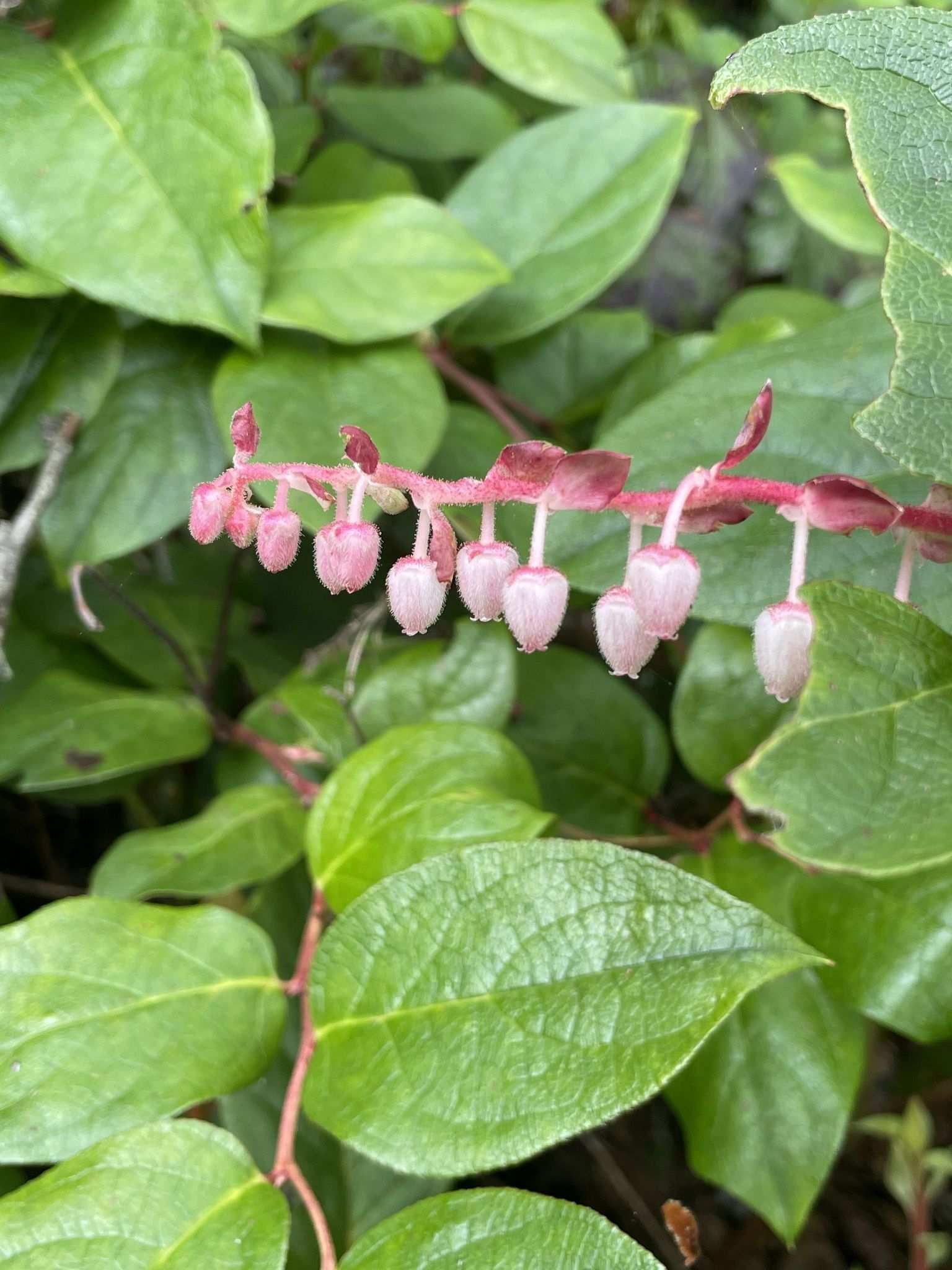Gaultheria shallon