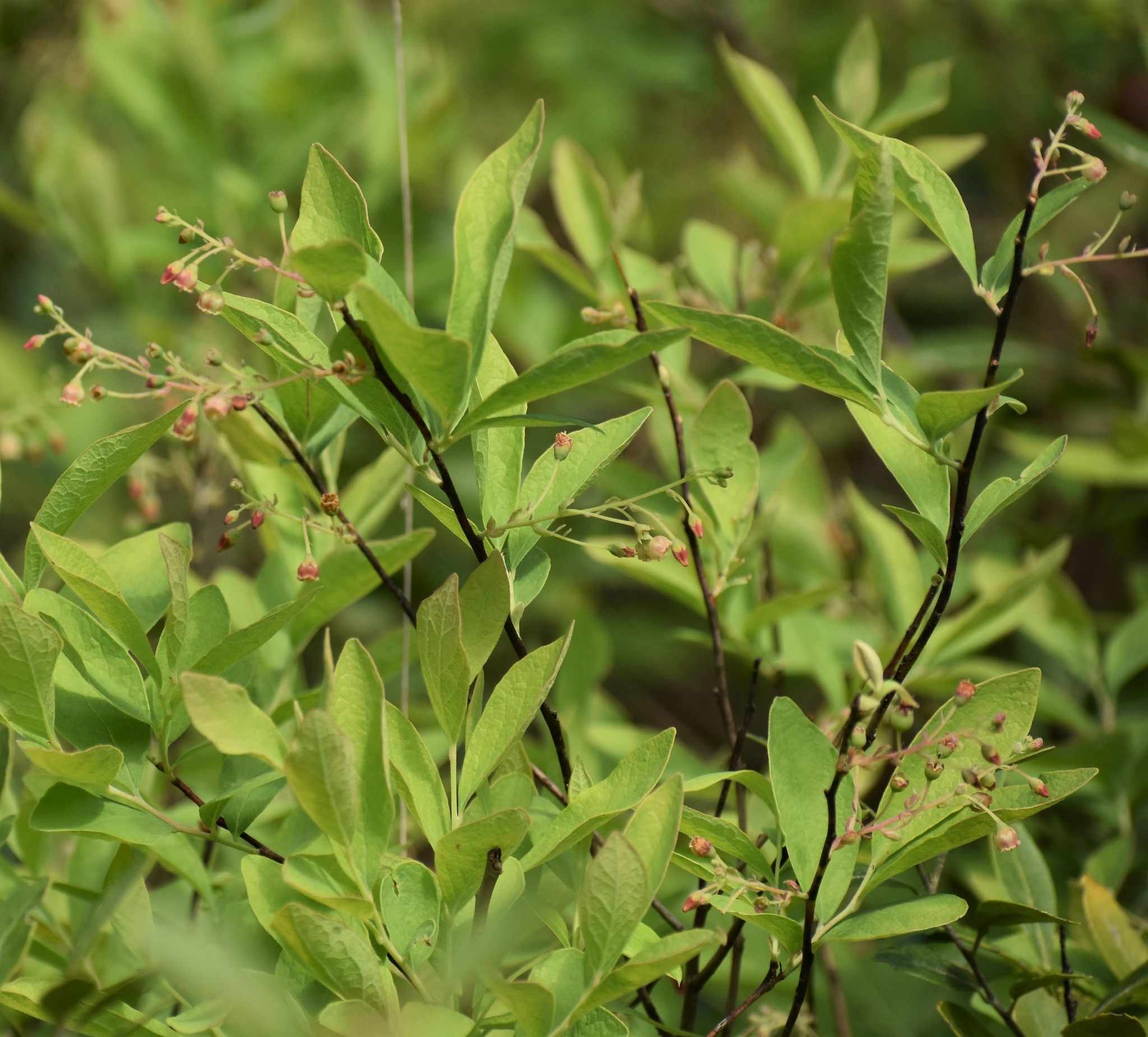 Gaylussacia frondosa