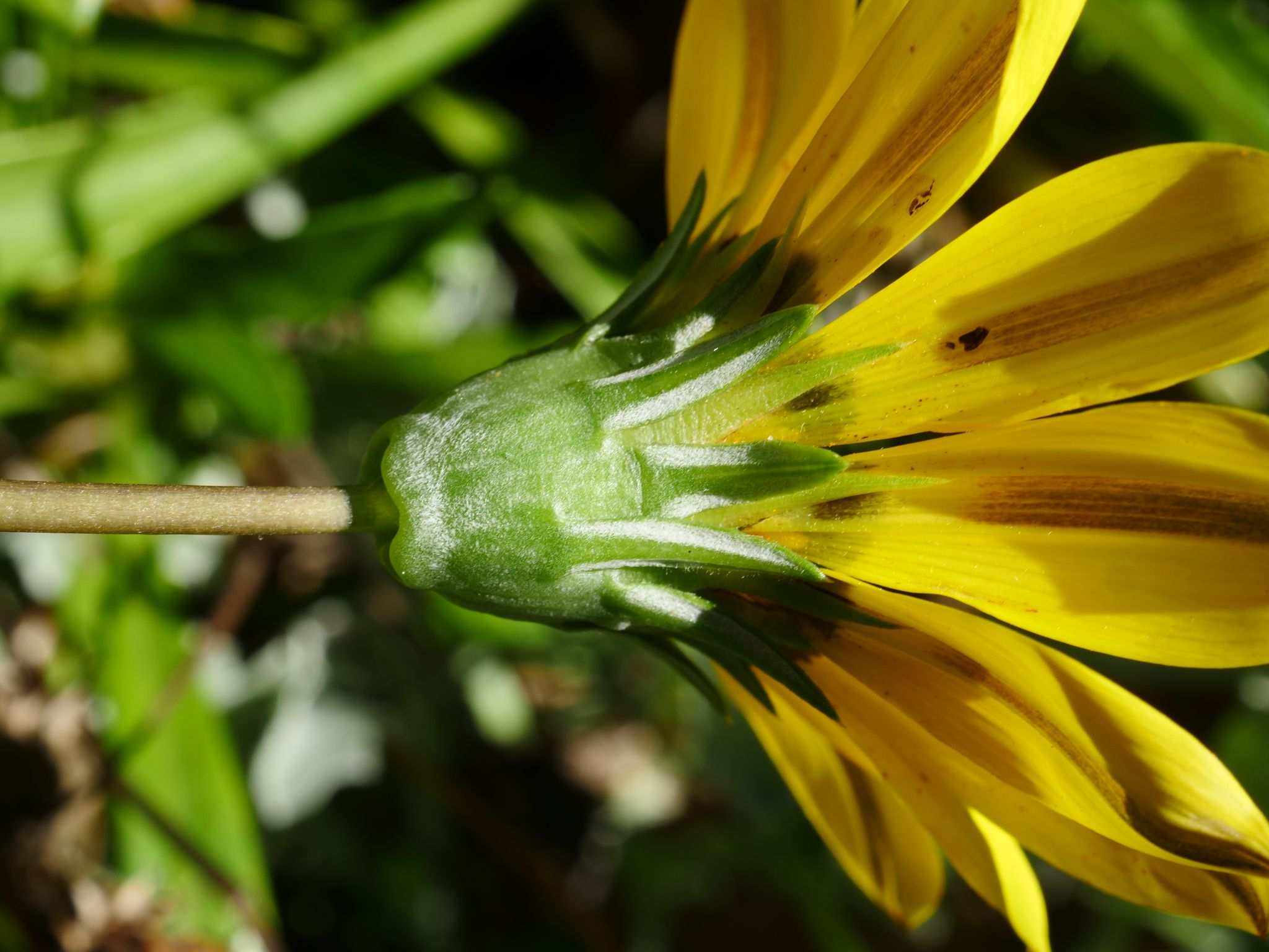 Gazania rigens