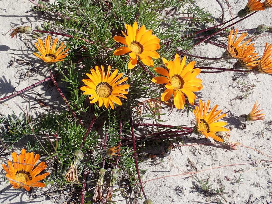 Gazania sp.