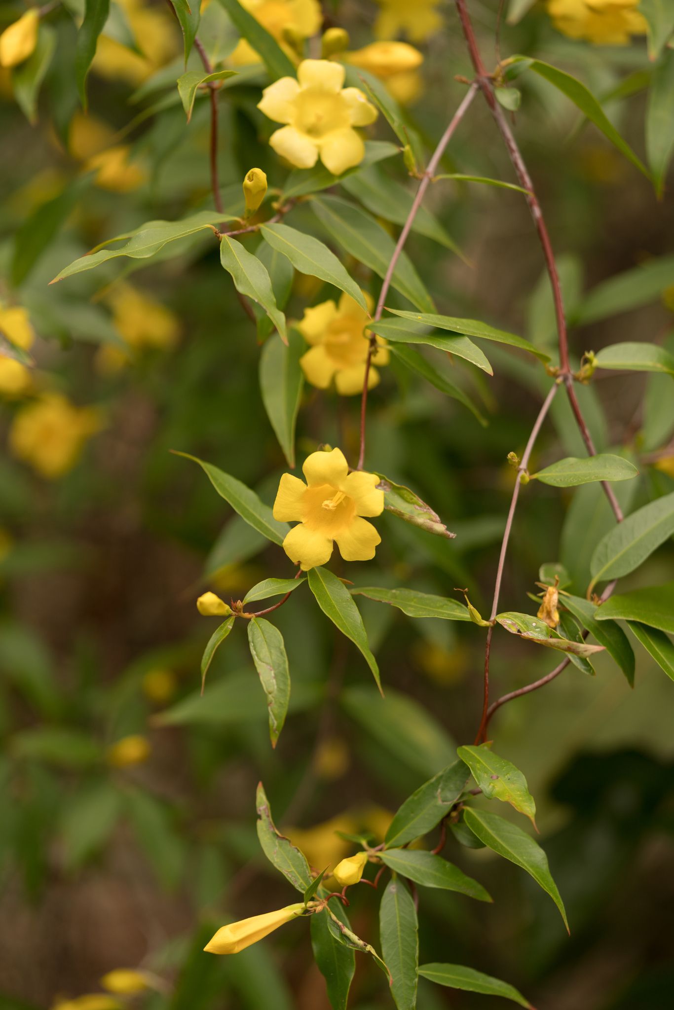 Gelsemium sempervirens