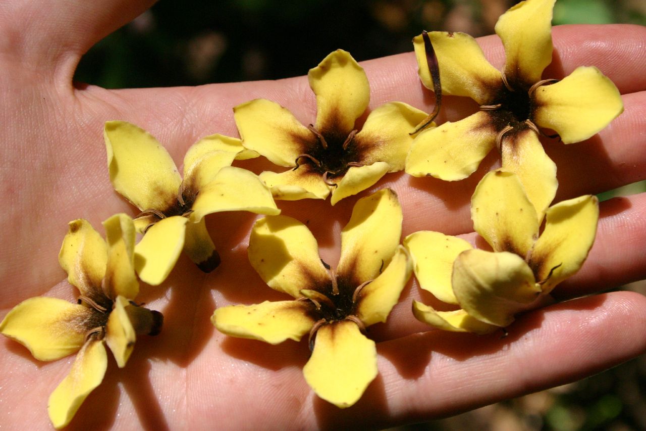 Genipa americana