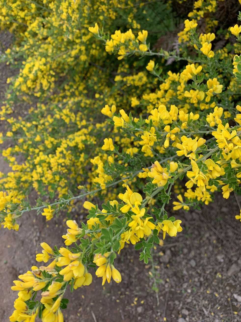 Genista