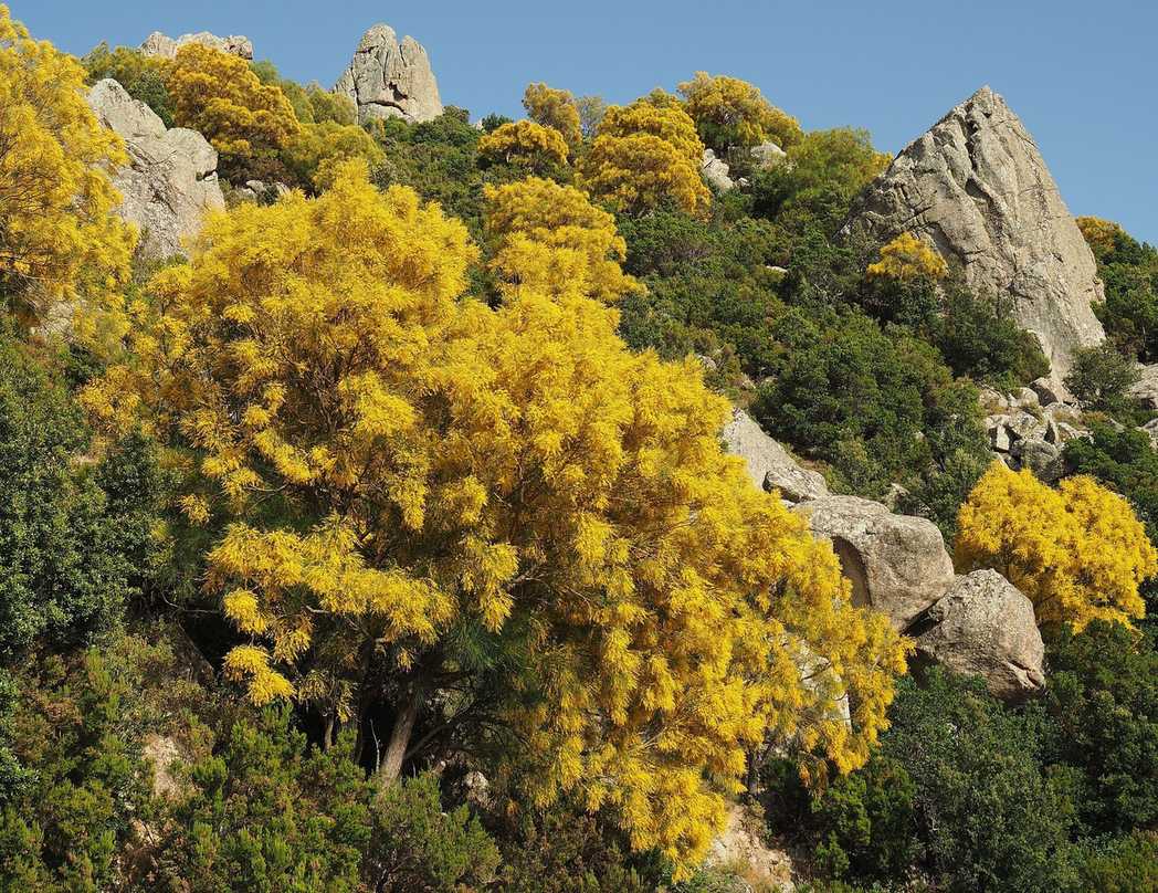 Genista aetnensis