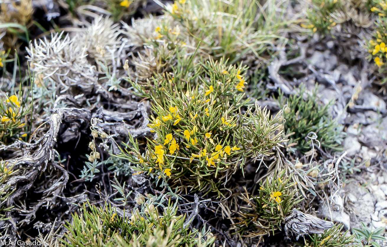Genista balearica
