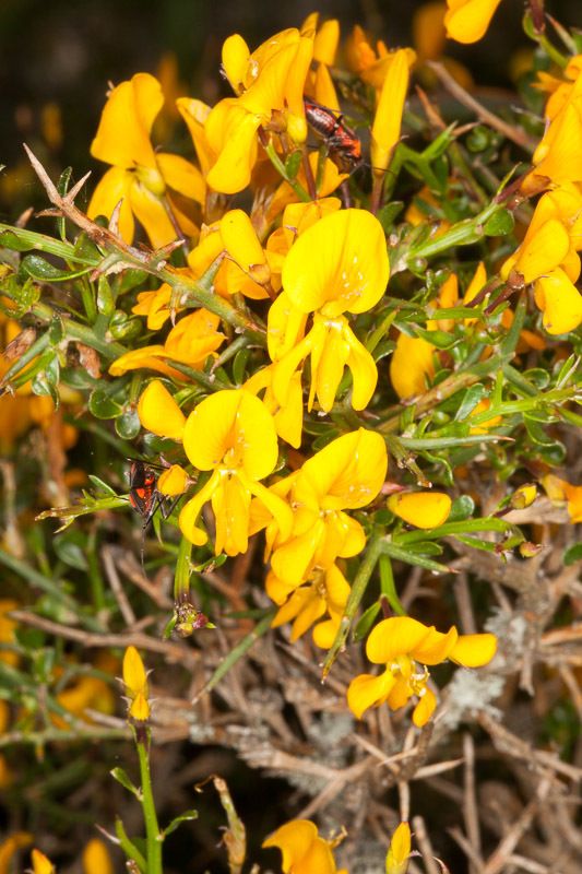 Genista corsica