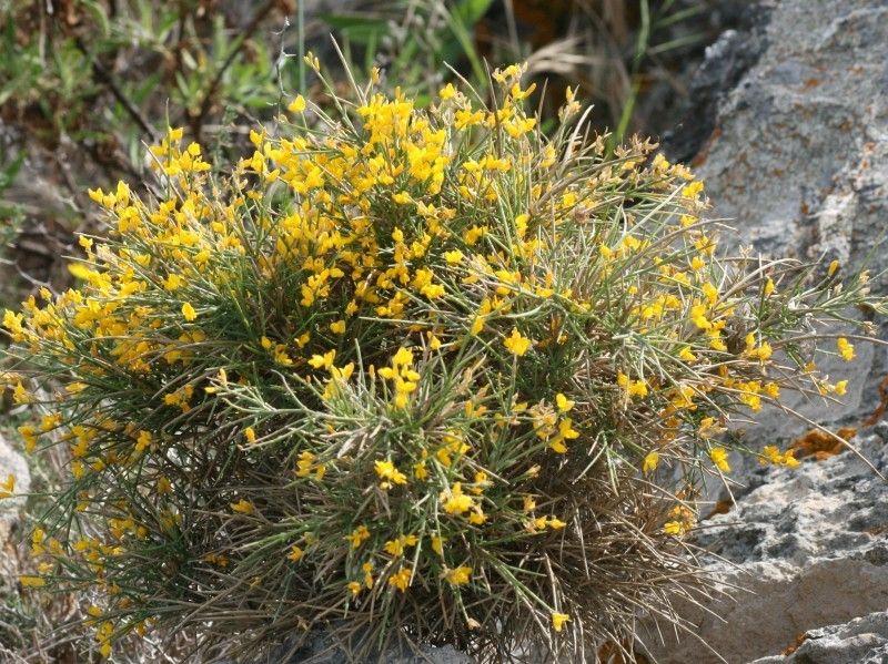 Genista ephedroides