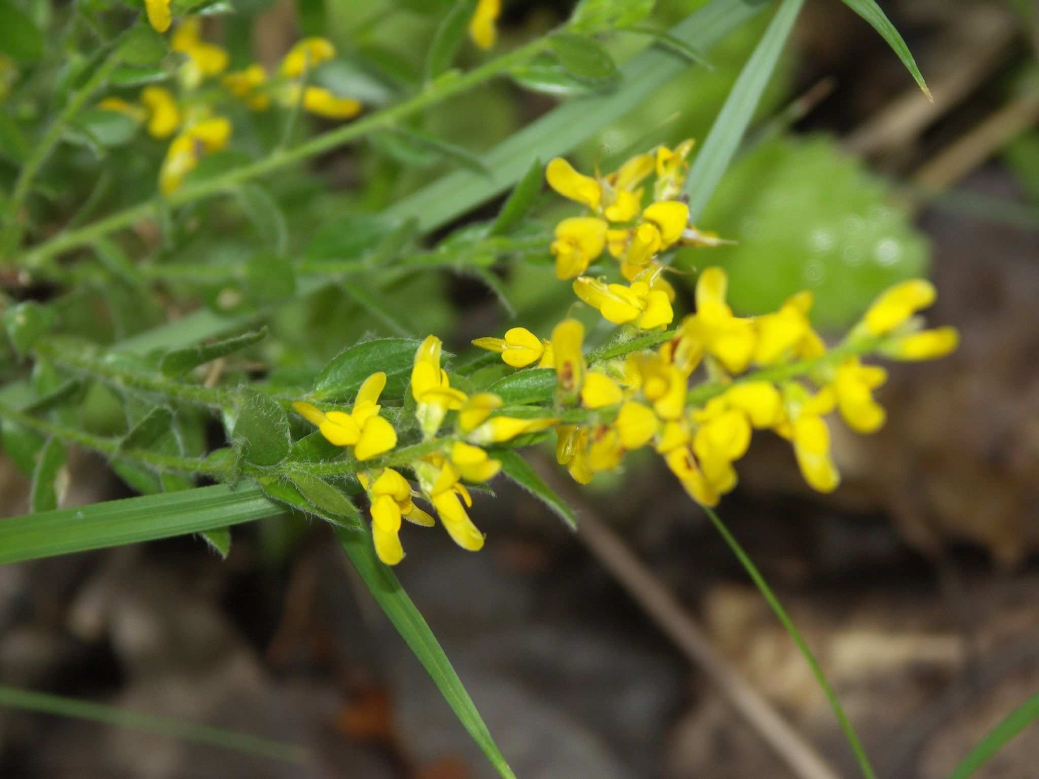 Genista germanica
