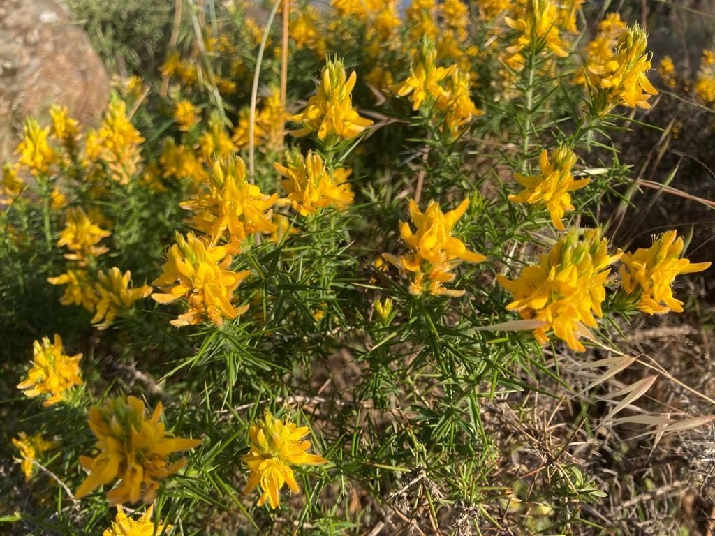Genista hirsuta