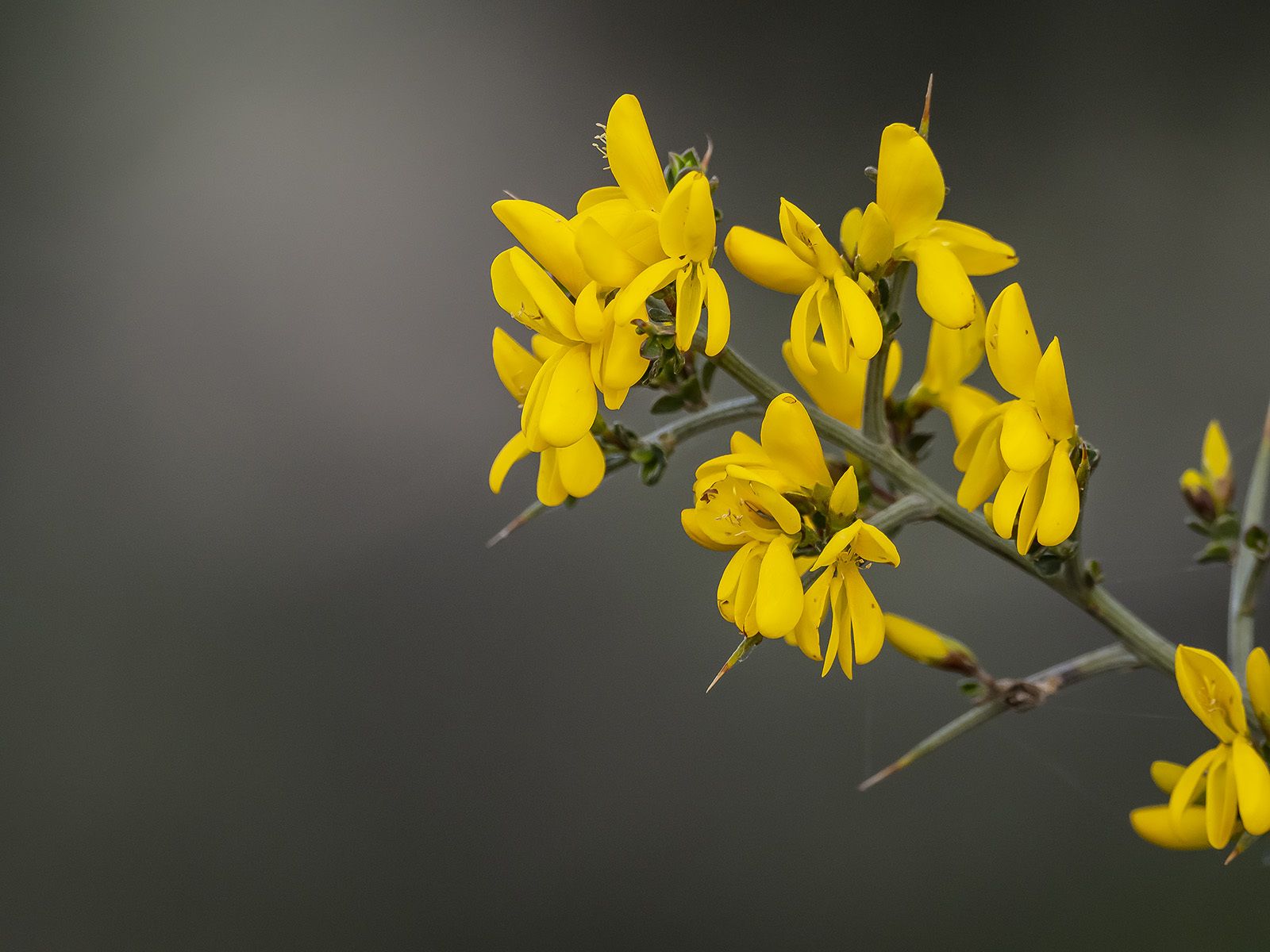 Genista scorpius