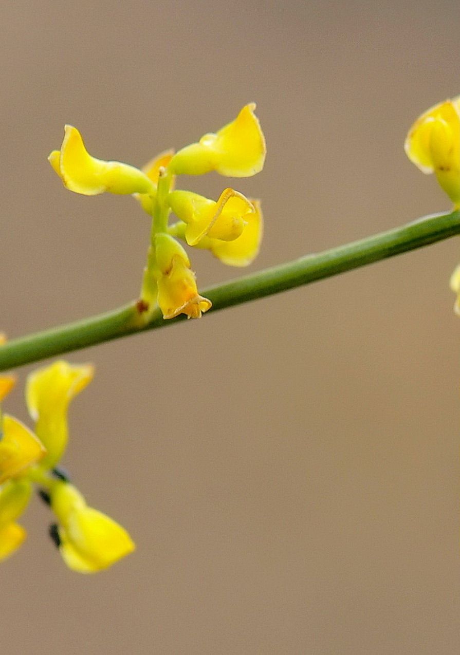 Genista sp.