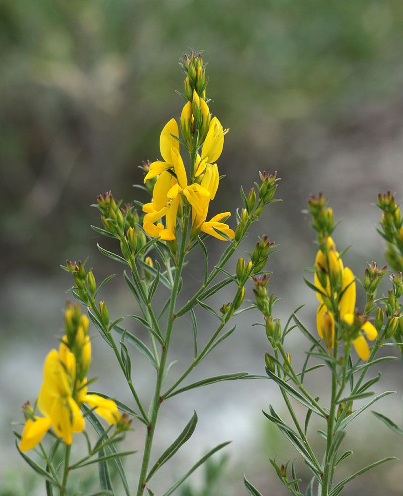 Genista tinctoria