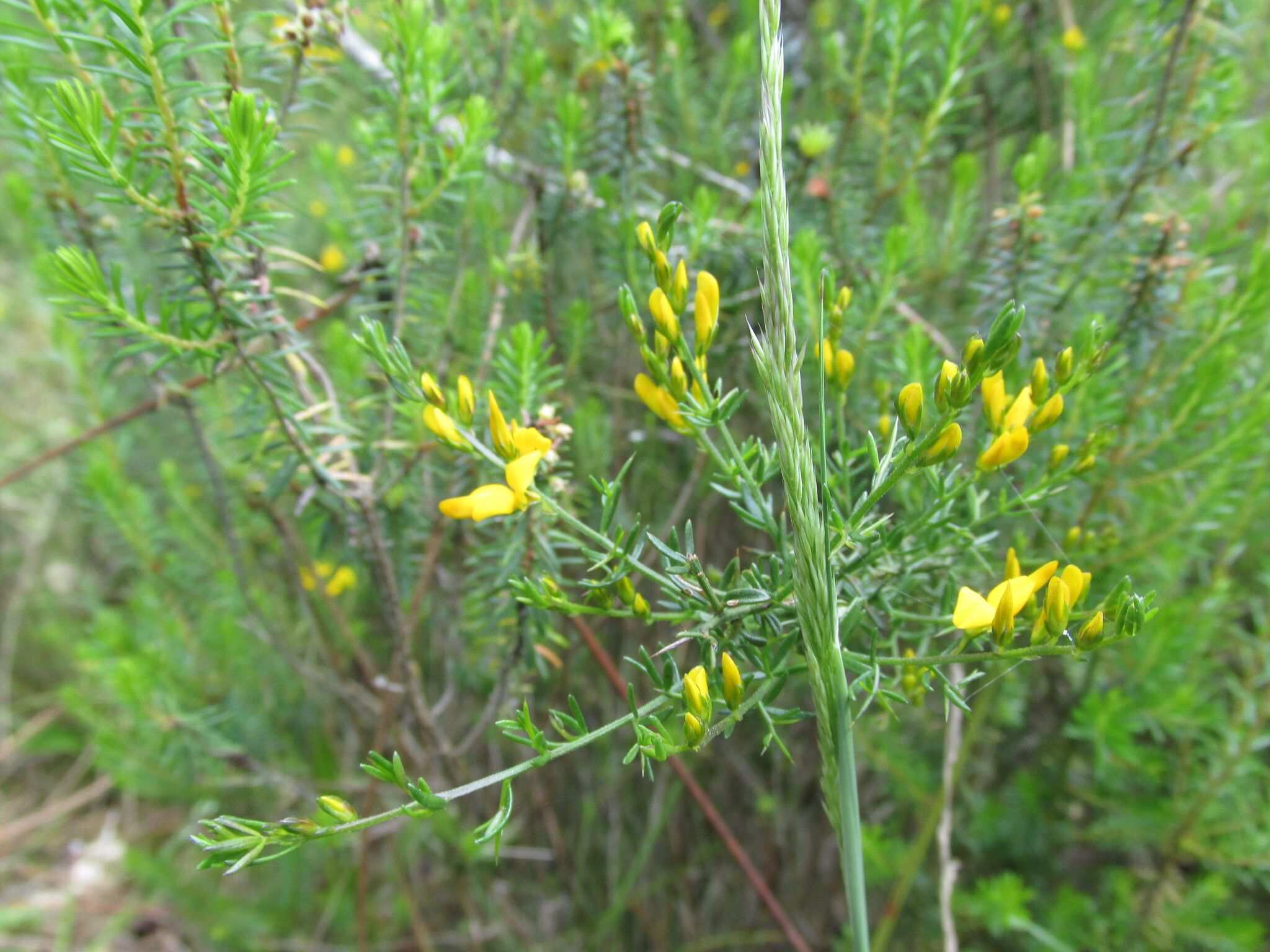 Genista triacanthos