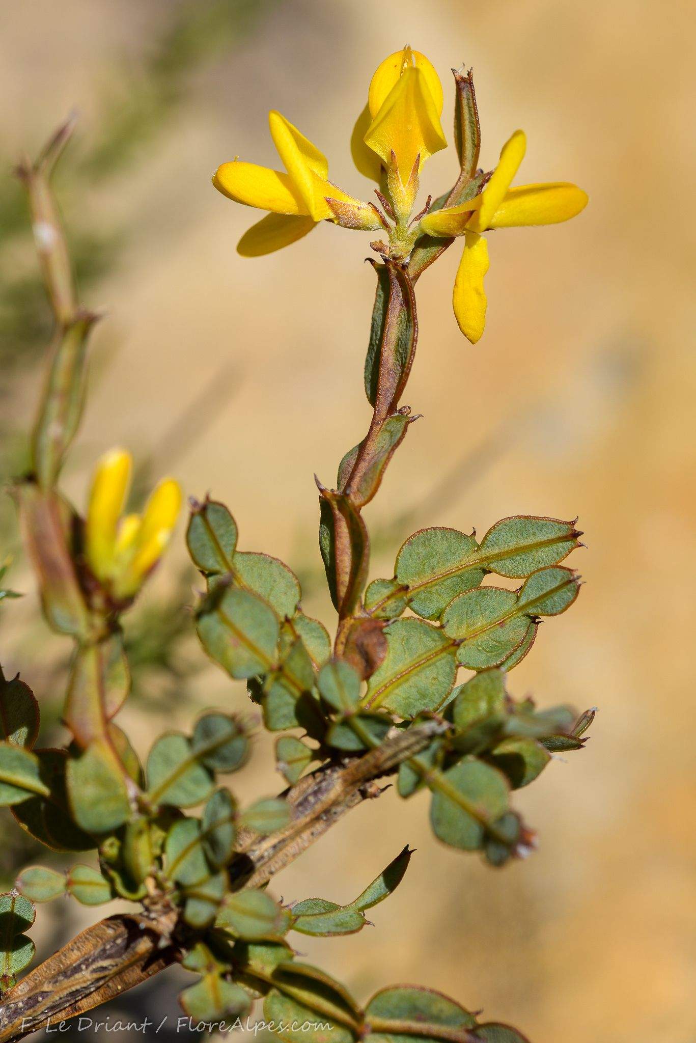 Genista tridentata