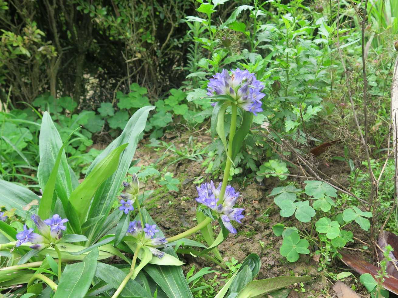 Gentiana macrophylla
