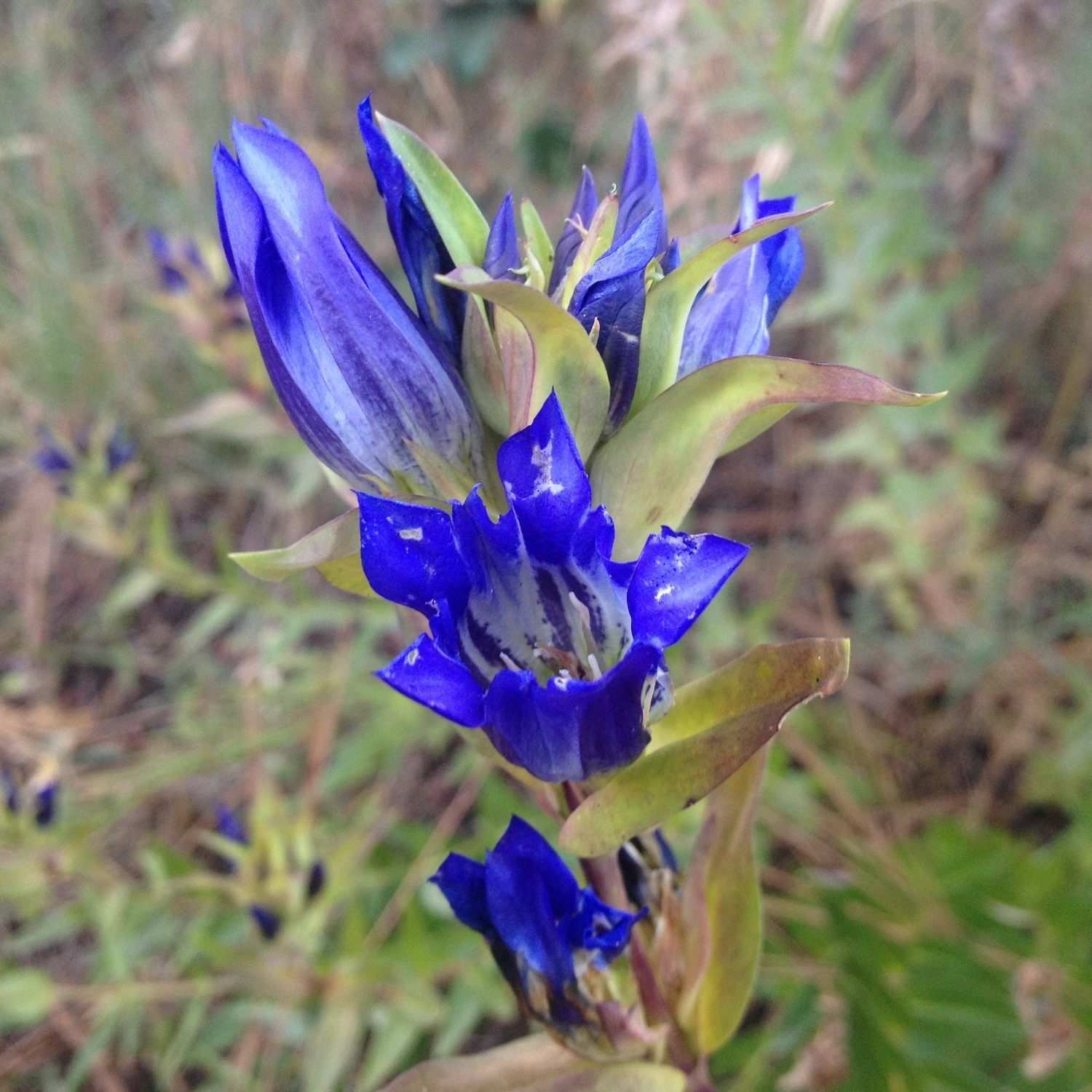 Gentiana sp.