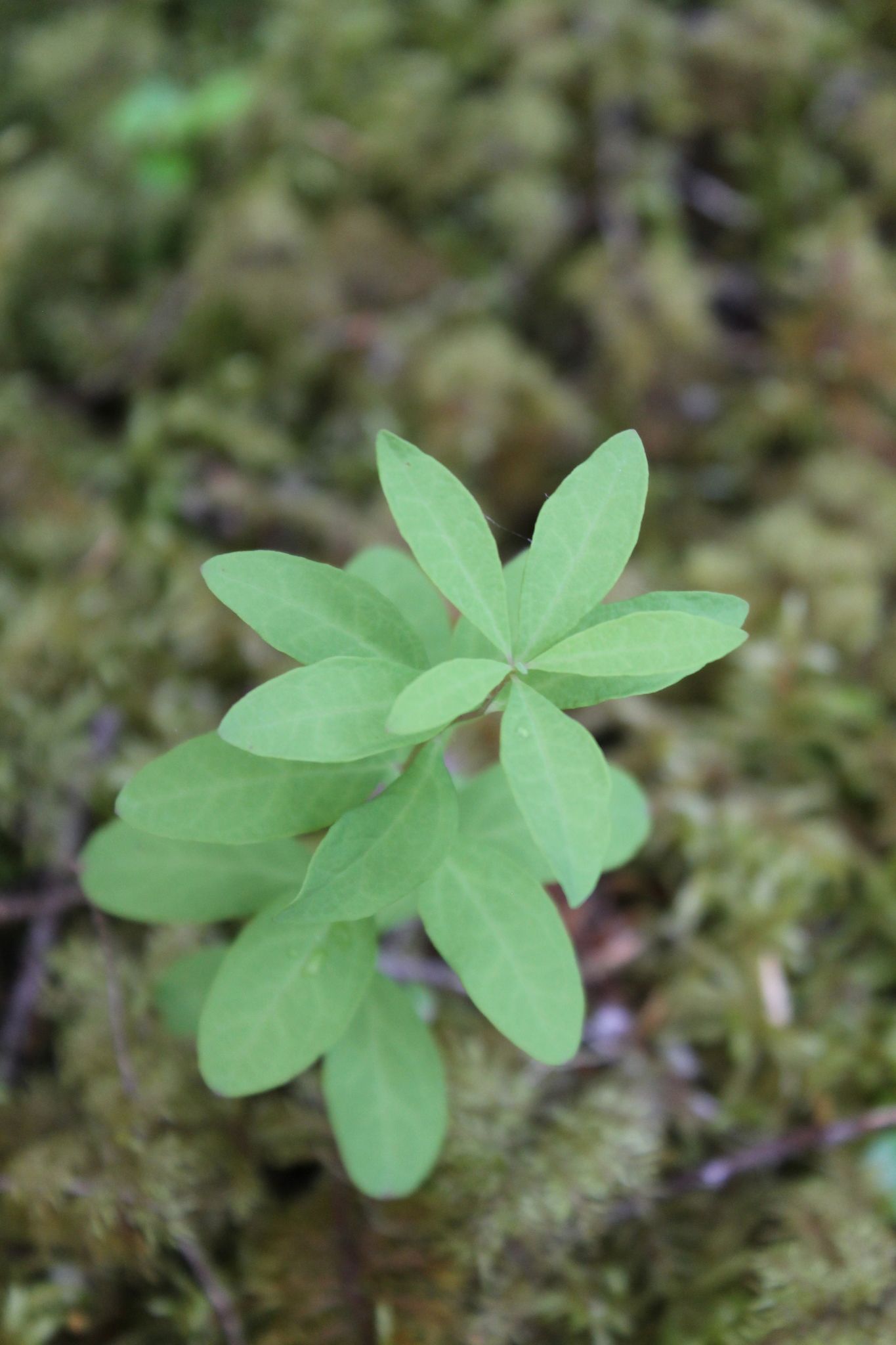 Geocaulon lividum