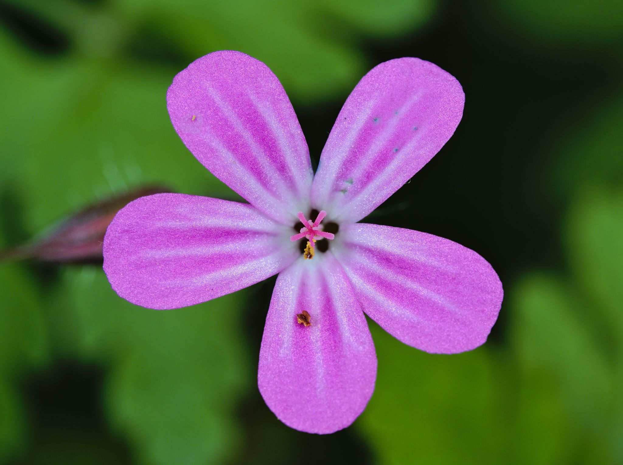 Geranium