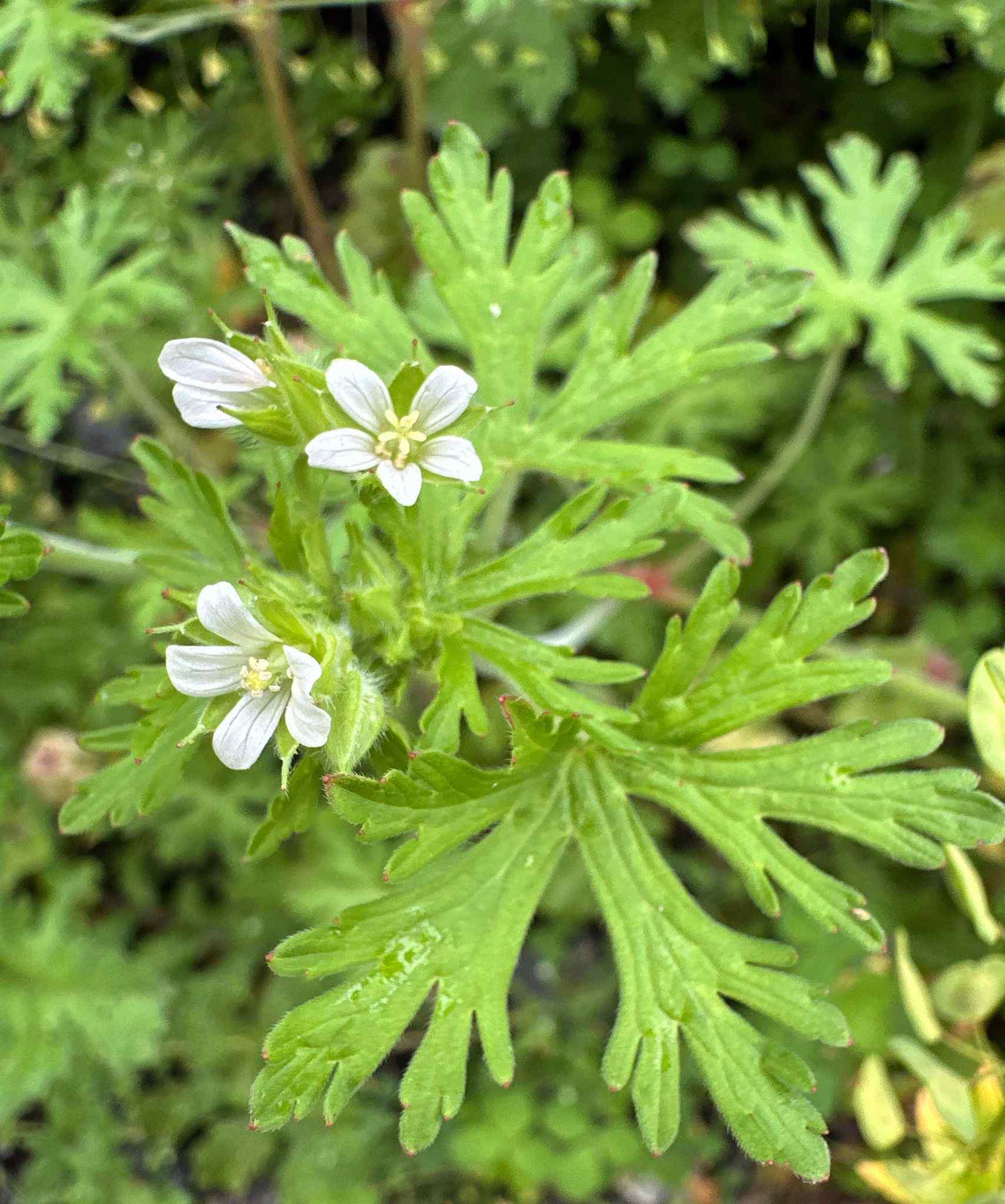 Geranium carolinianum