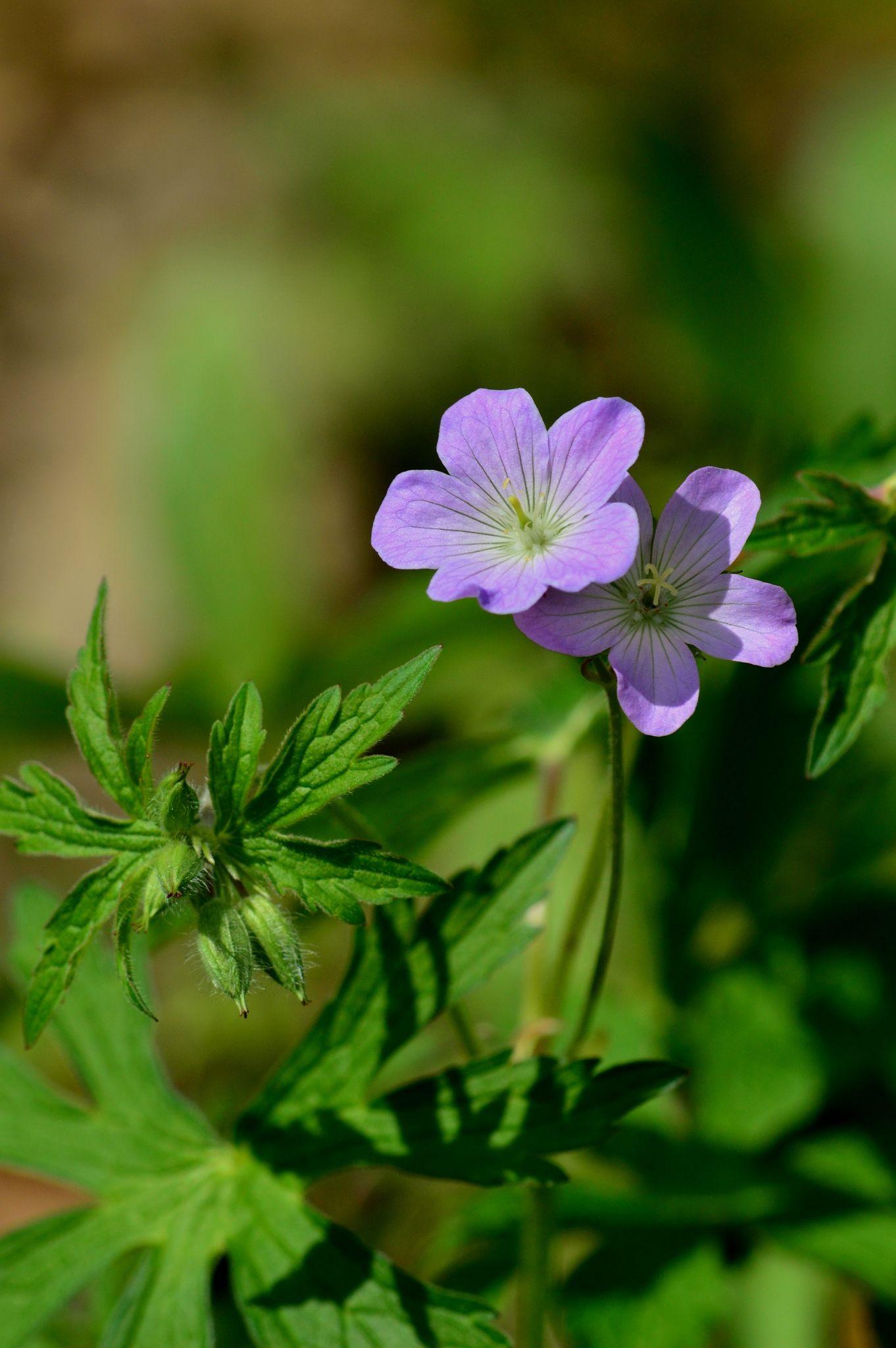 Geranium sp.