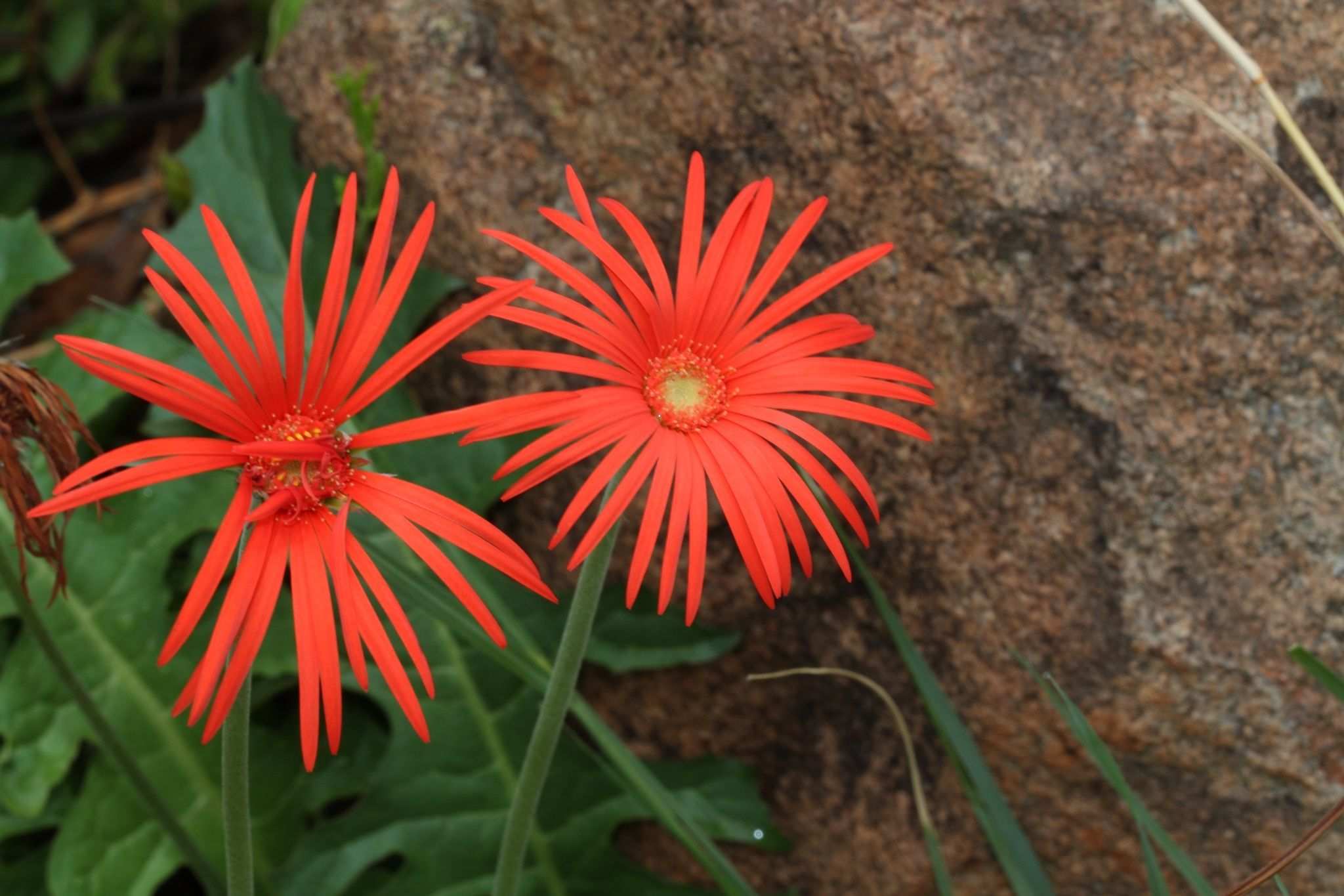 Gerbera