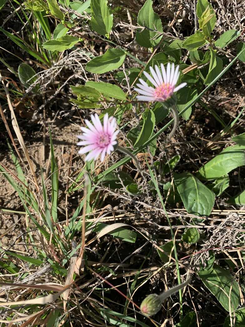 Gerbera sp.