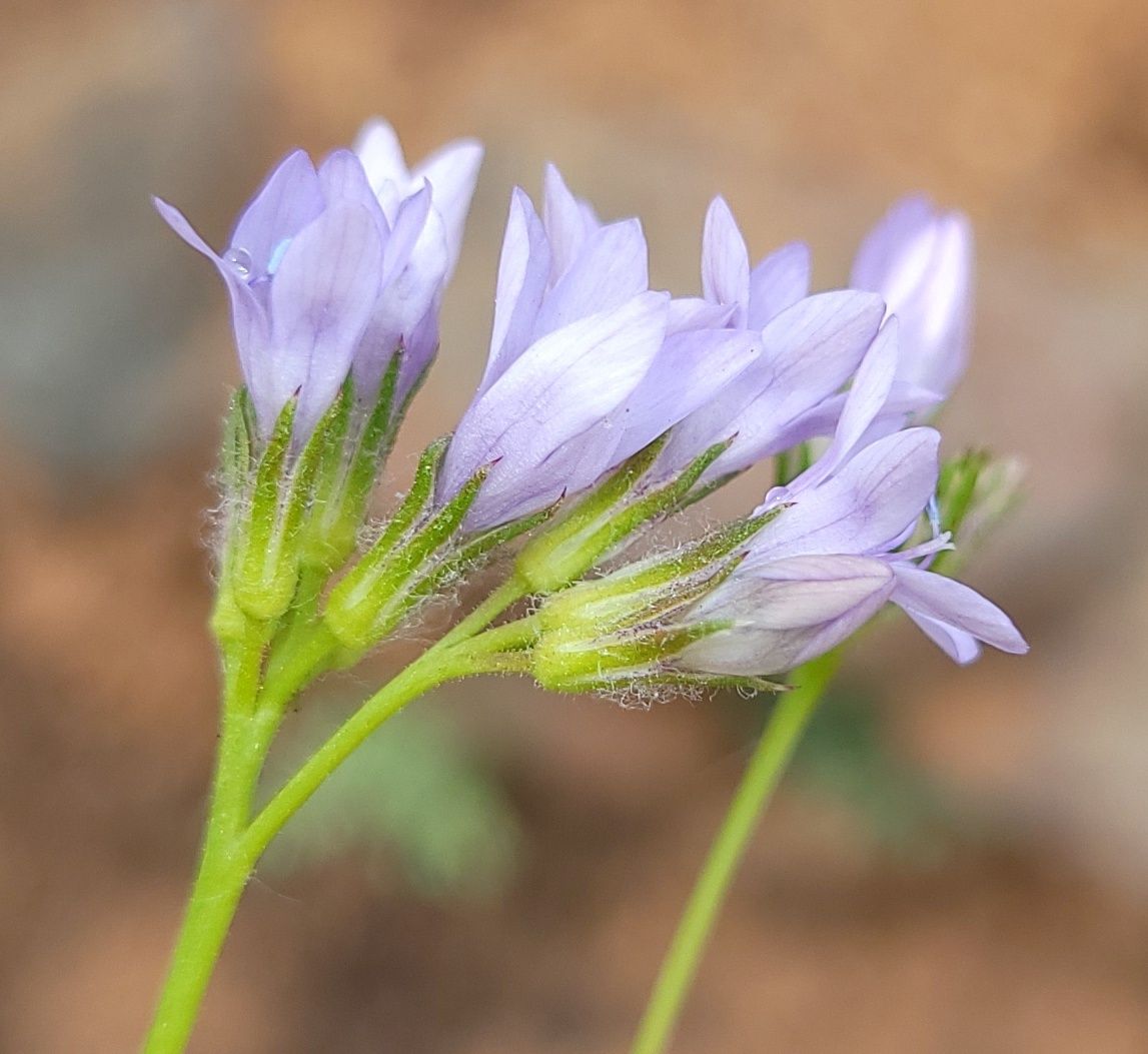 Gilia achilleifolia