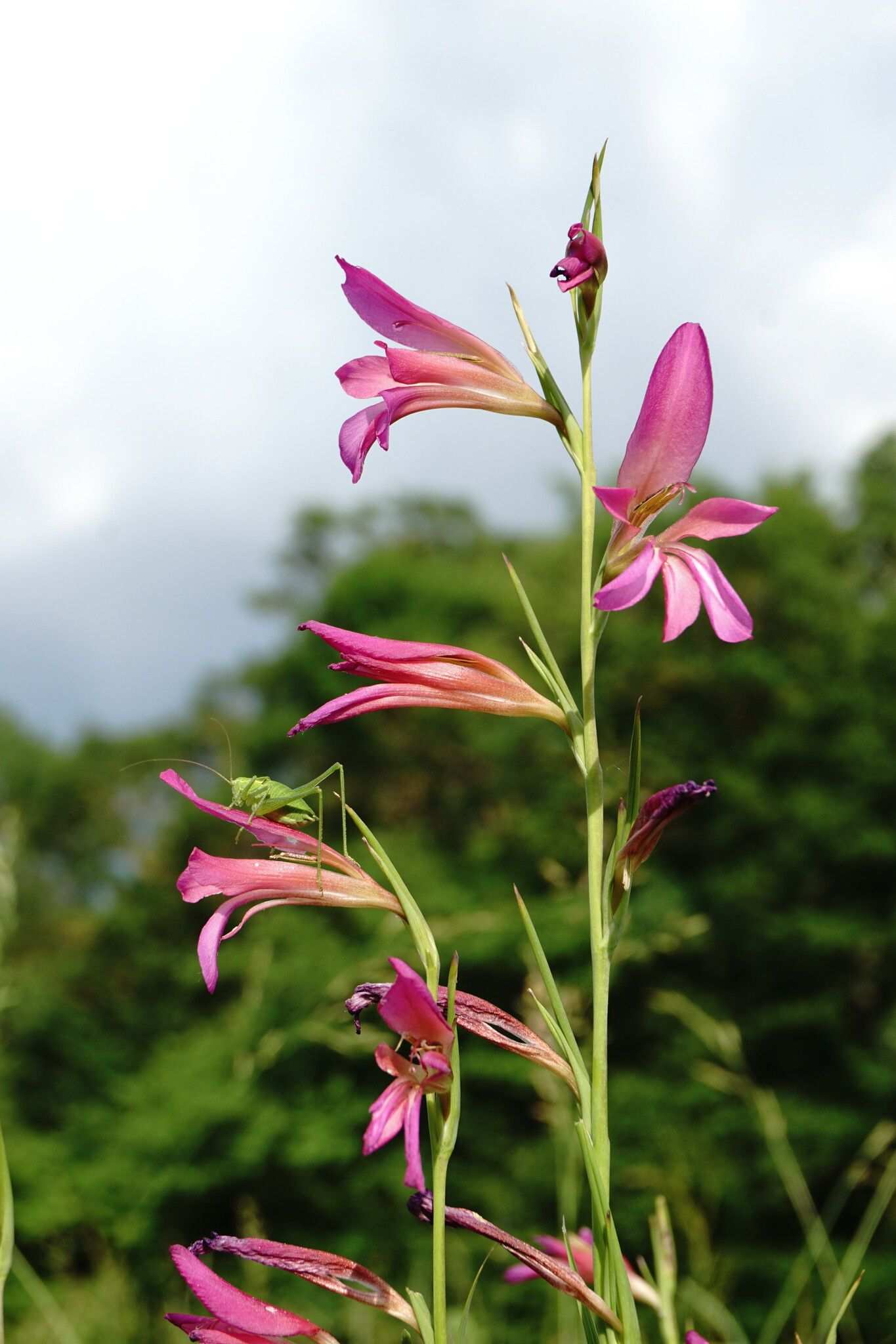 Gladiolus