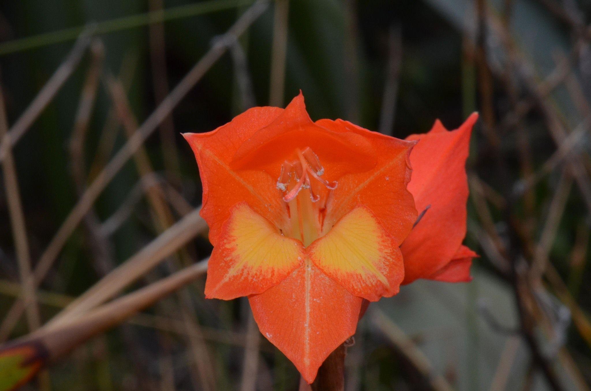 Gladiolus dalenii