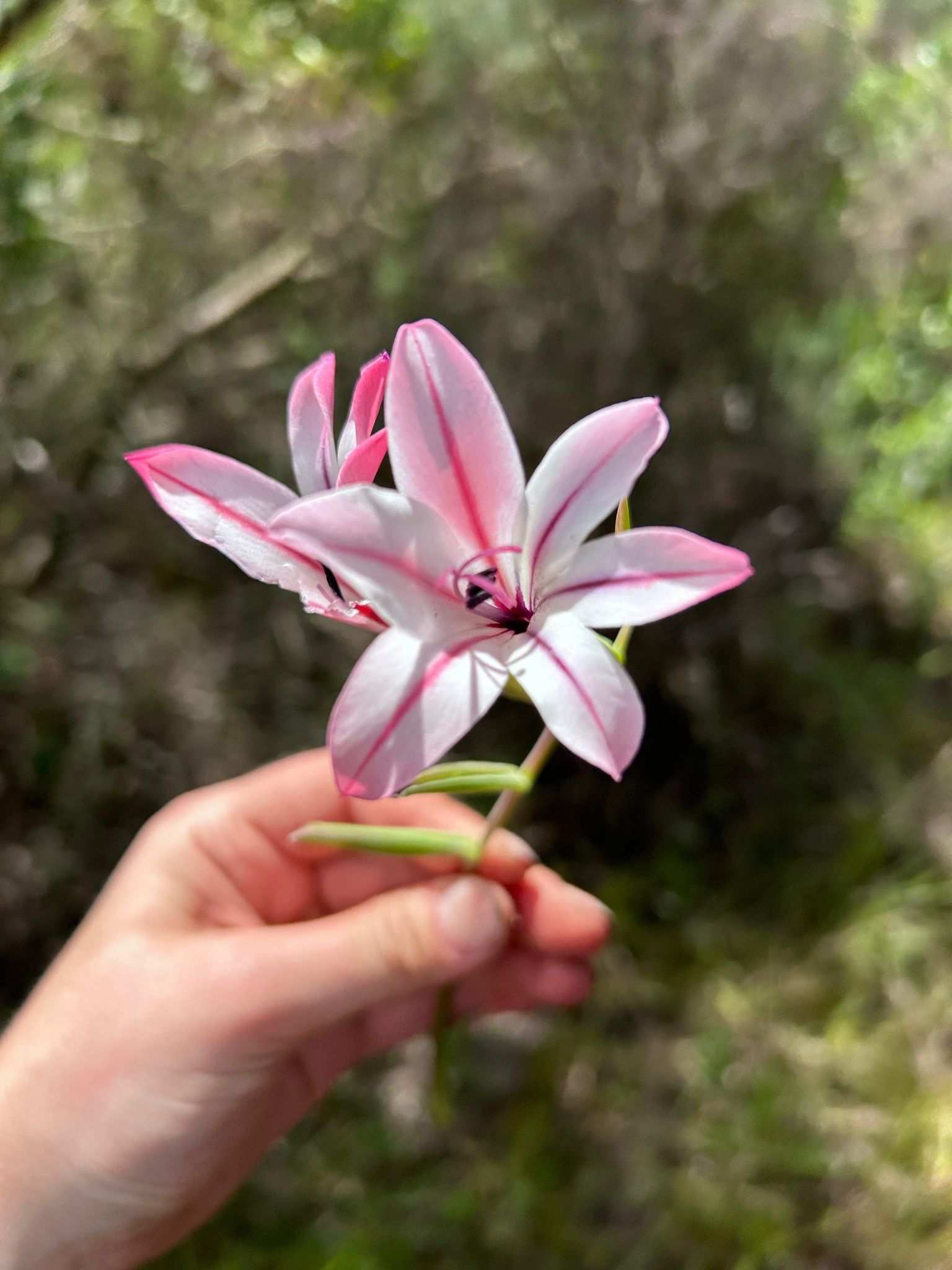 Gladiolus grandiflorus