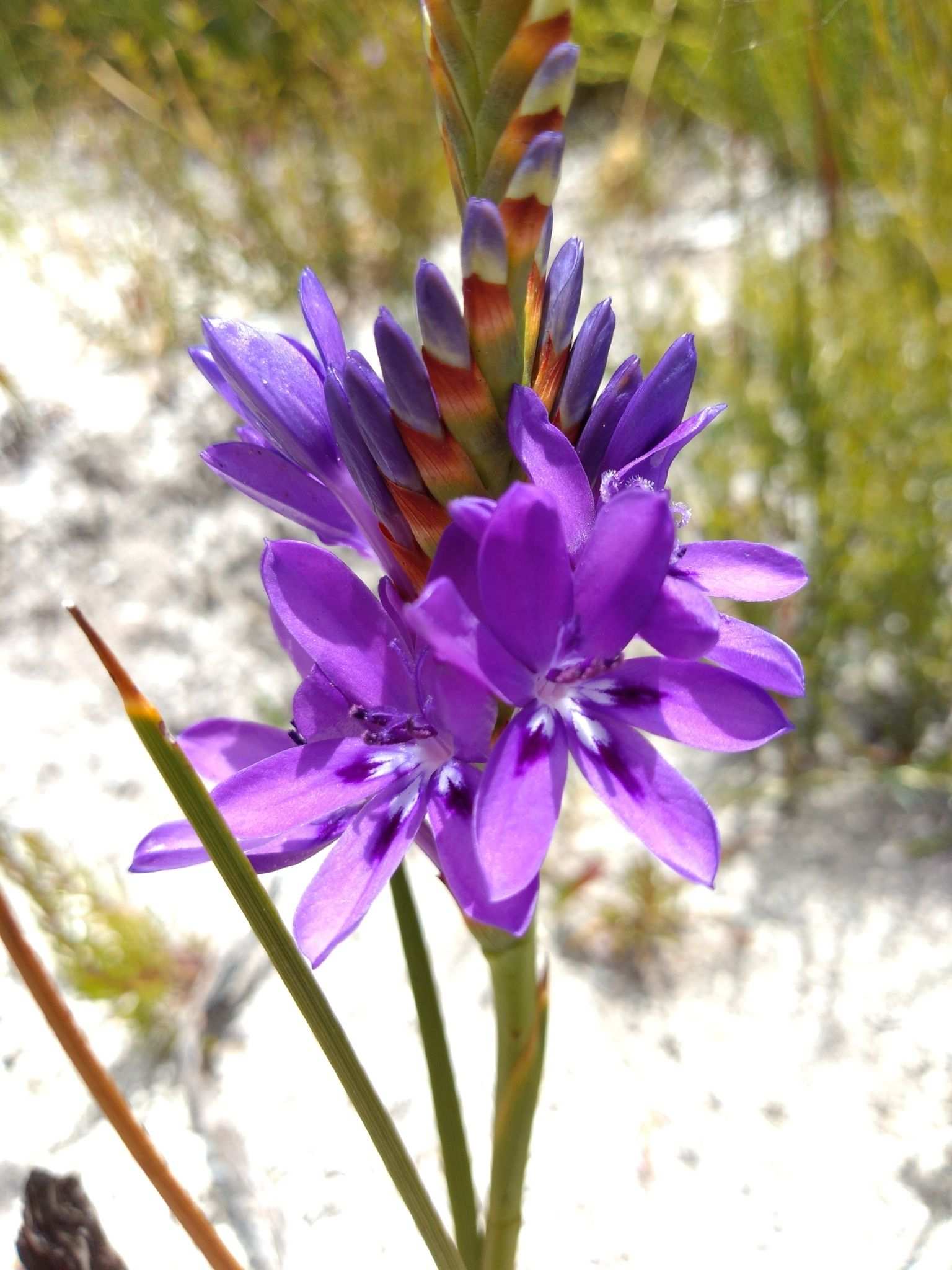 Gladiolus sp.