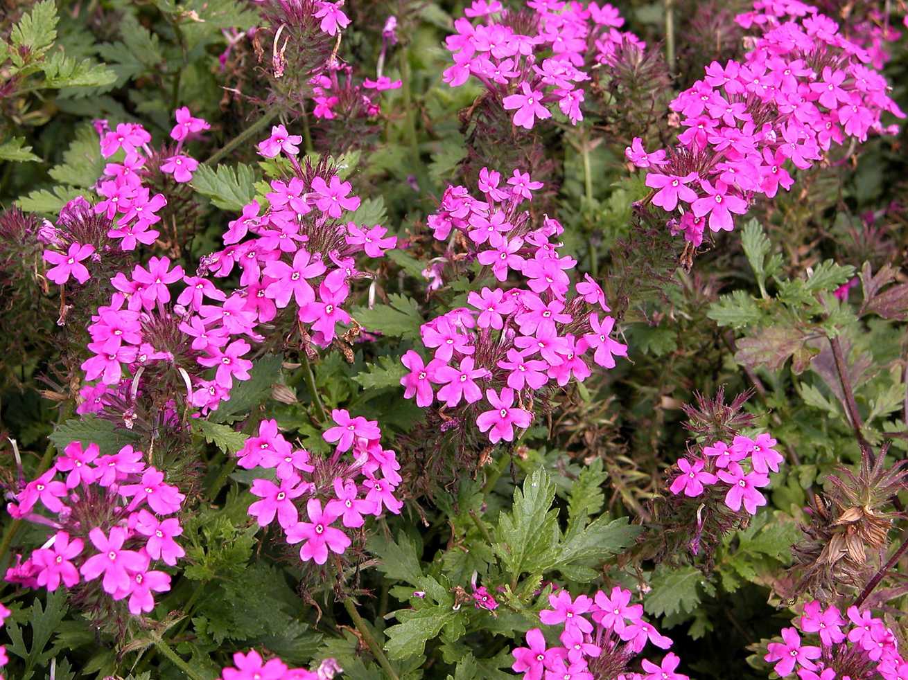Glandularia canadensis