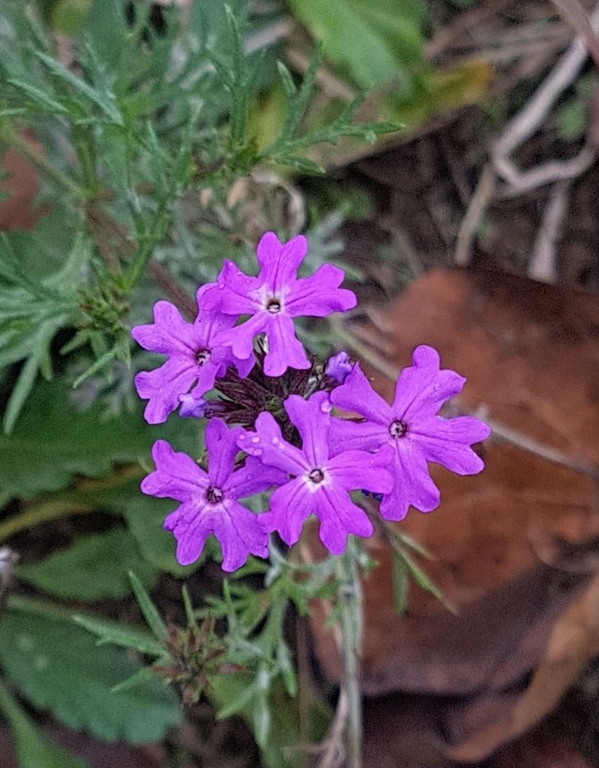 Glandularia tenuisecta